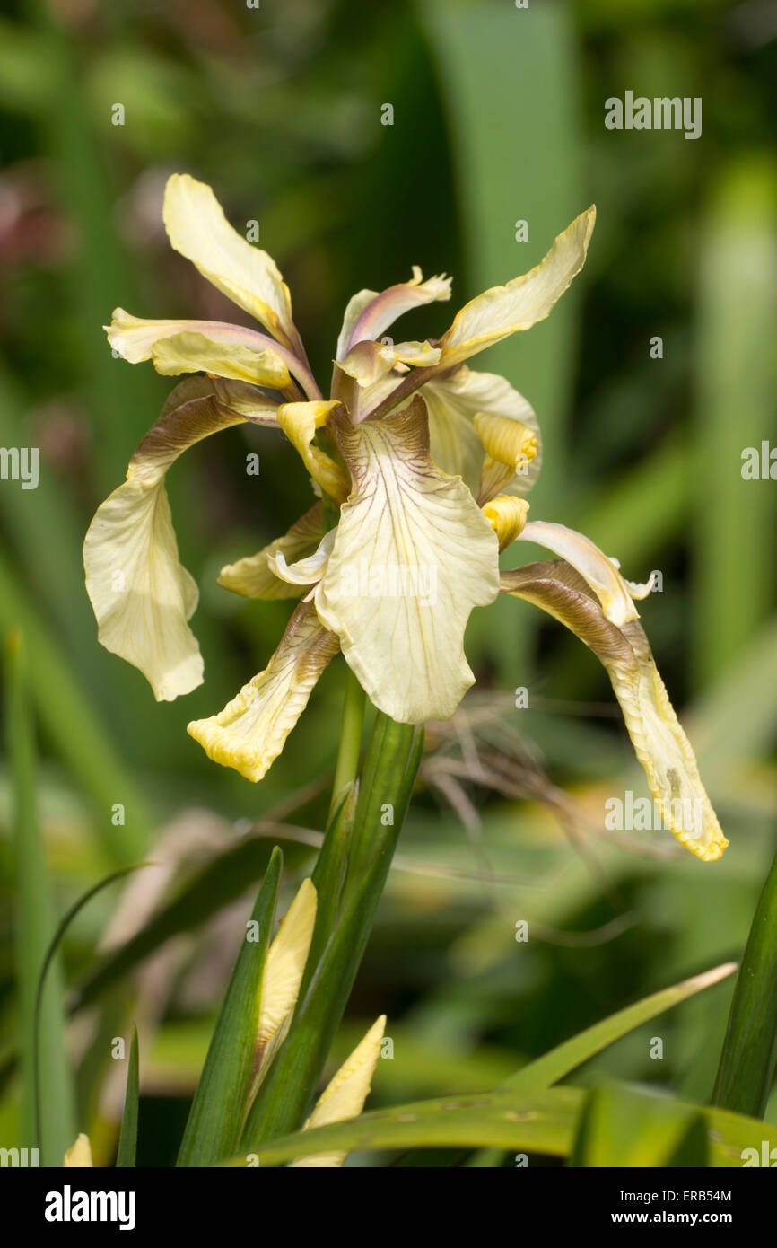 Fiori di più vigorose della forma del Regno Unito nativo iris puzzolente, Iris foetidissima 'Citrina' Foto Stock