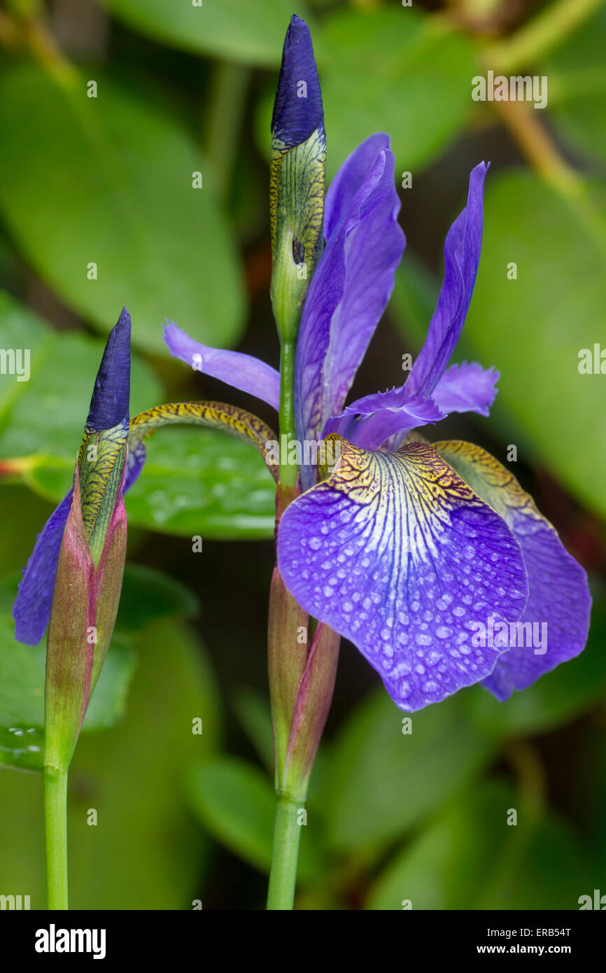 Pioggia bagna fiori e boccioli di elegante Iris sibirica Foto Stock