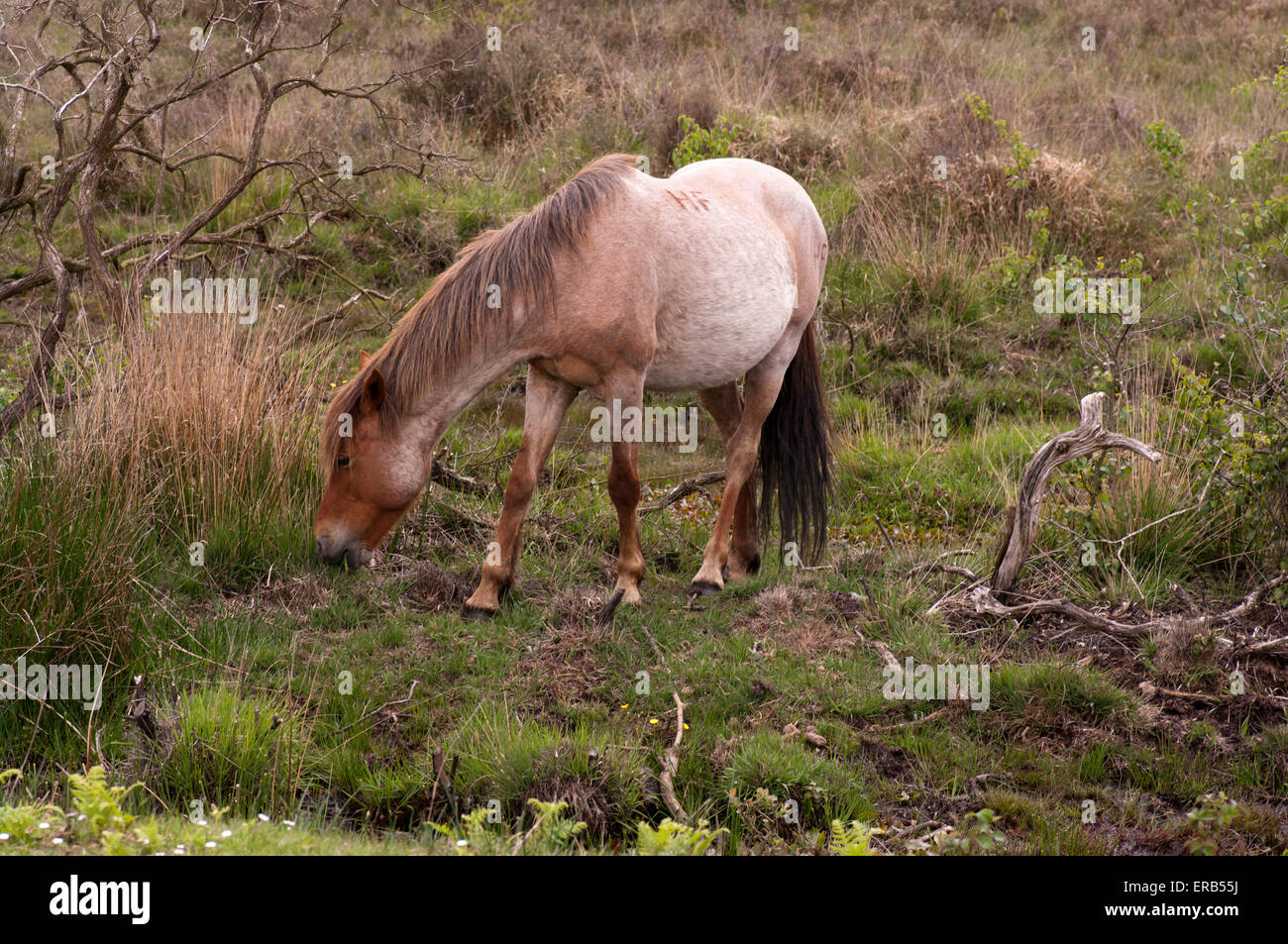 New Forest Pony pascolano nella nuova foresta Hampshire England Regno Unito Foto Stock