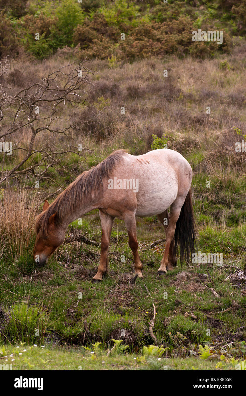 New Forest Pony pascolano nella nuova foresta Hampshire England Regno Unito Foto Stock