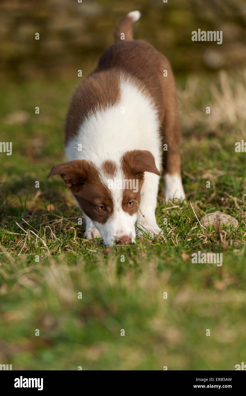 Marrone e bianco Border Collie cucciolo lo sniffing in campo. Yorkshire, Regno Unito. Foto Stock