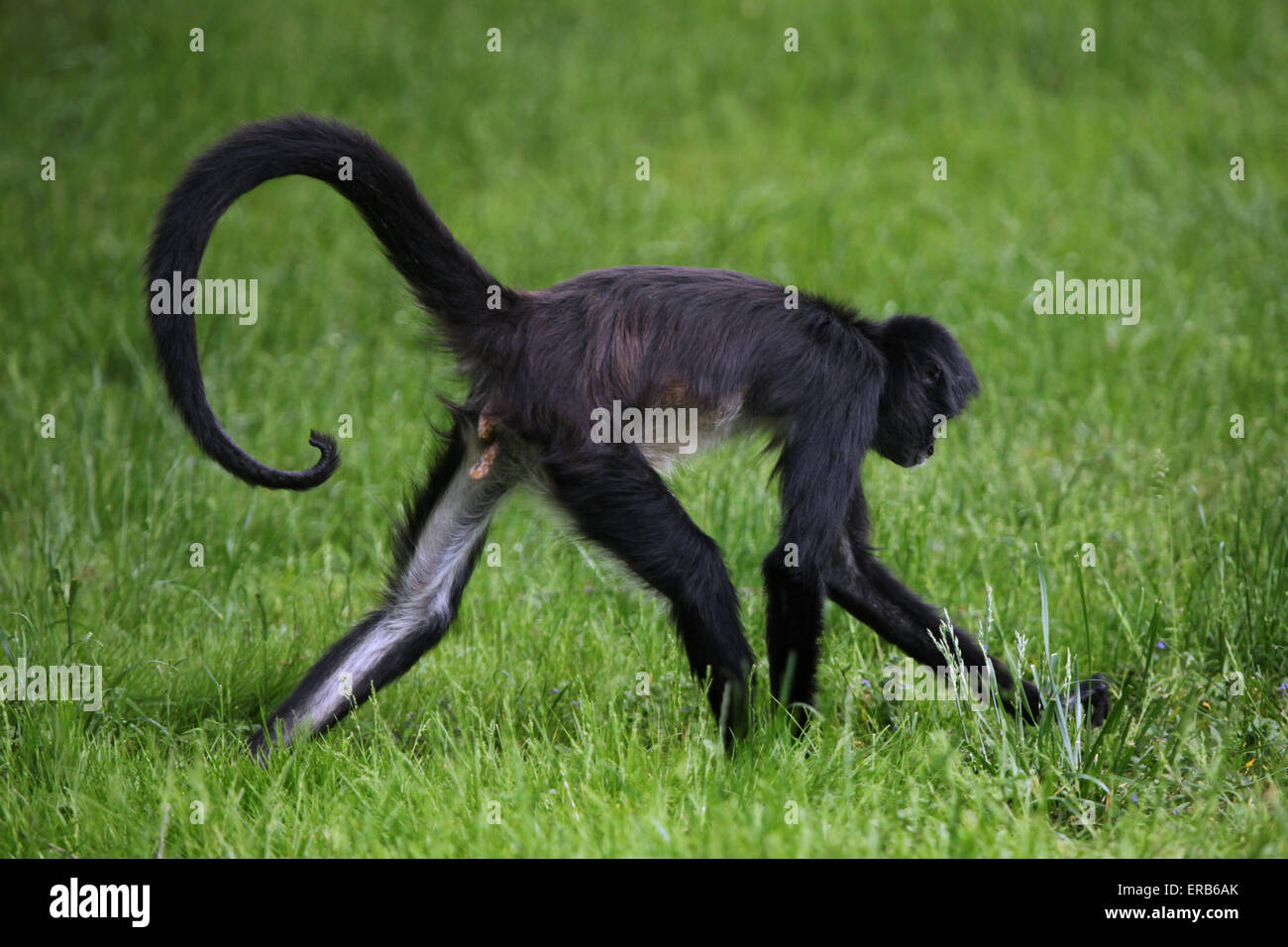 Geoffroy's spider monkey (Ateles geoffroyi) presso lo Zoo di Praga, Repubblica Ceca. Foto Stock