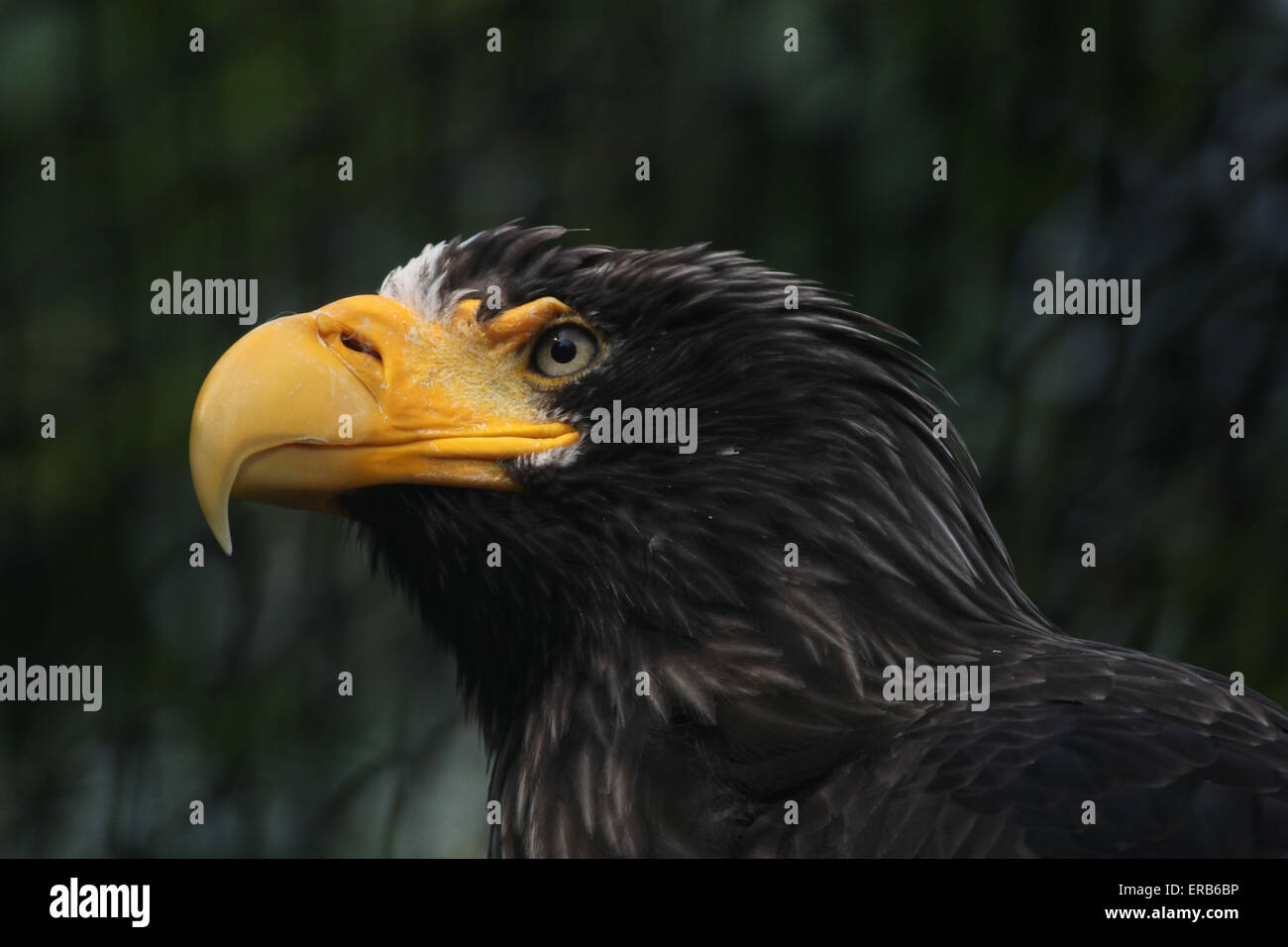 Steller's sea eagle (Haliaeetus pelagicus) presso lo Zoo di Praga, Repubblica Ceca. Foto Stock