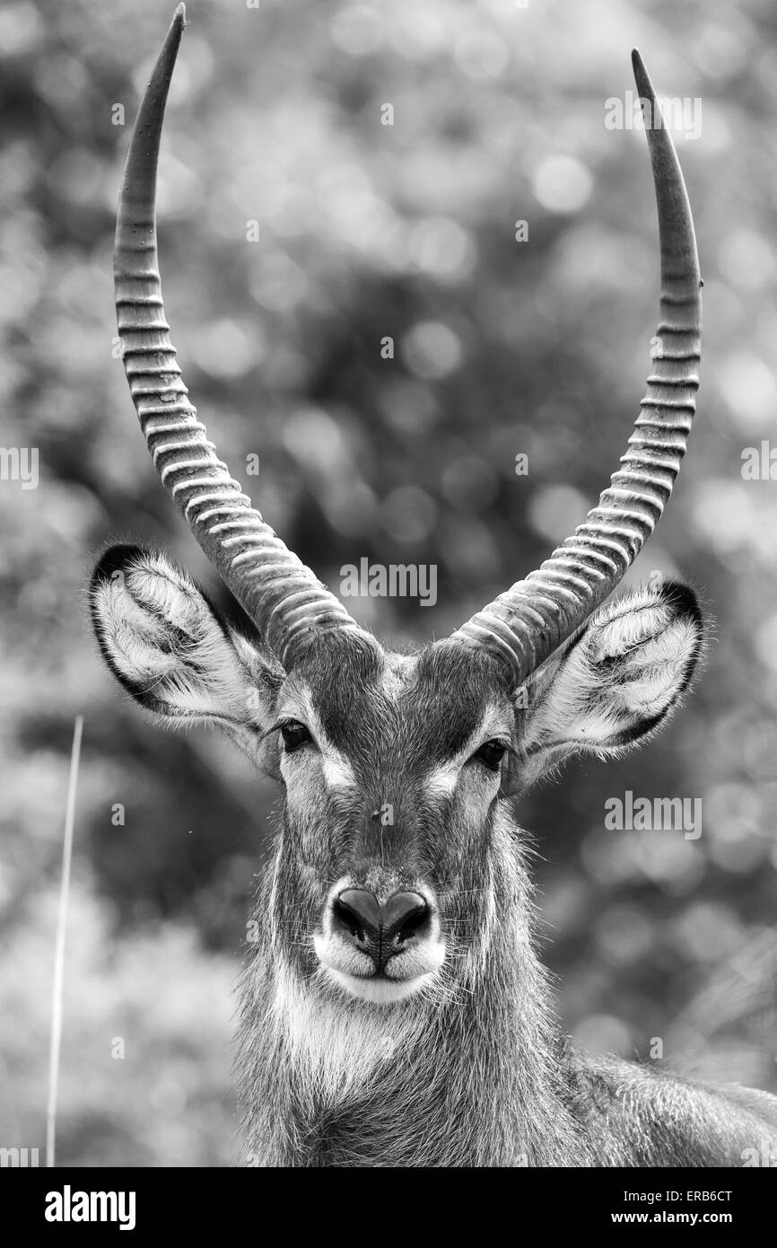 Bianco e Nero waterbuck Foto Stock