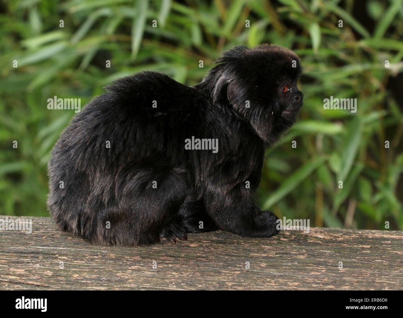 Sud Americana Goeldi di scimmie marmoset (Callimico goeldii), nativo di alto bacino amazzonico. Foto Stock