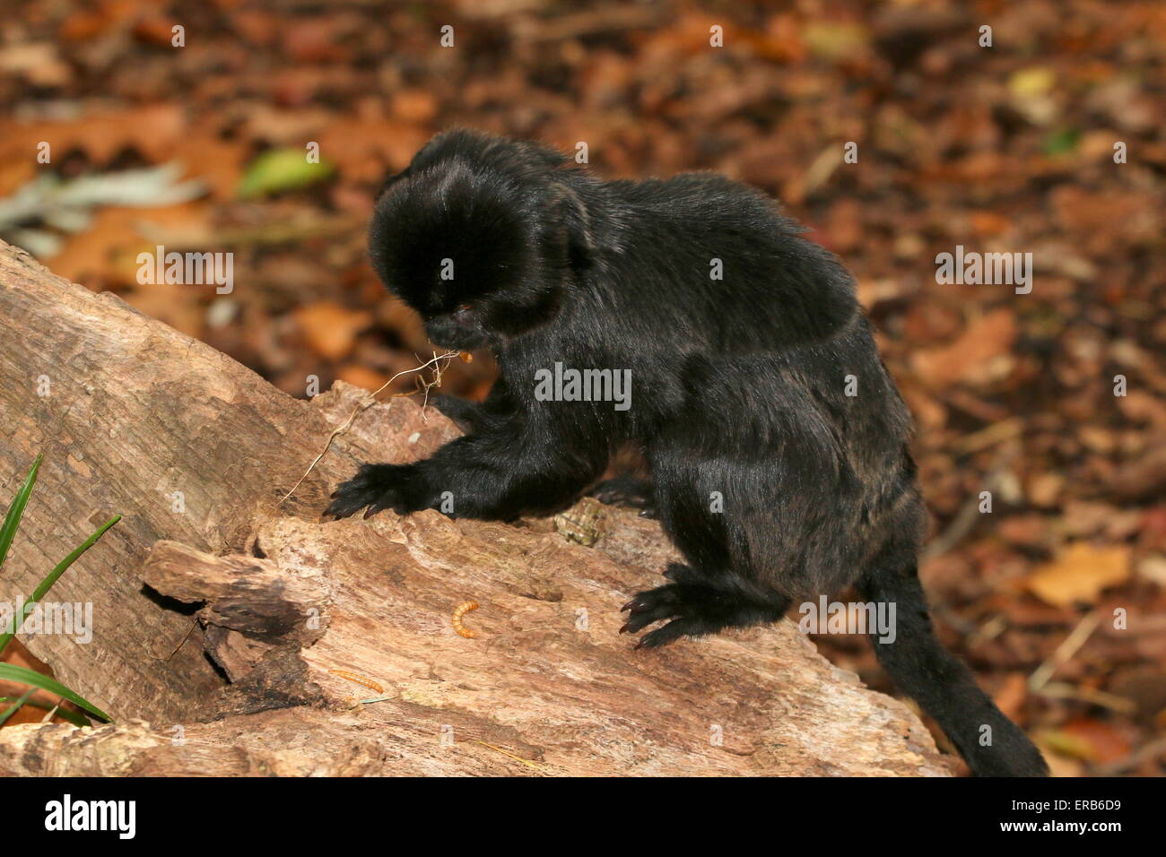 Sud Americana Goeldi di scimmie marmoset (Callimico goeldii), nativo di alto bacino amazzonico. Foto Stock