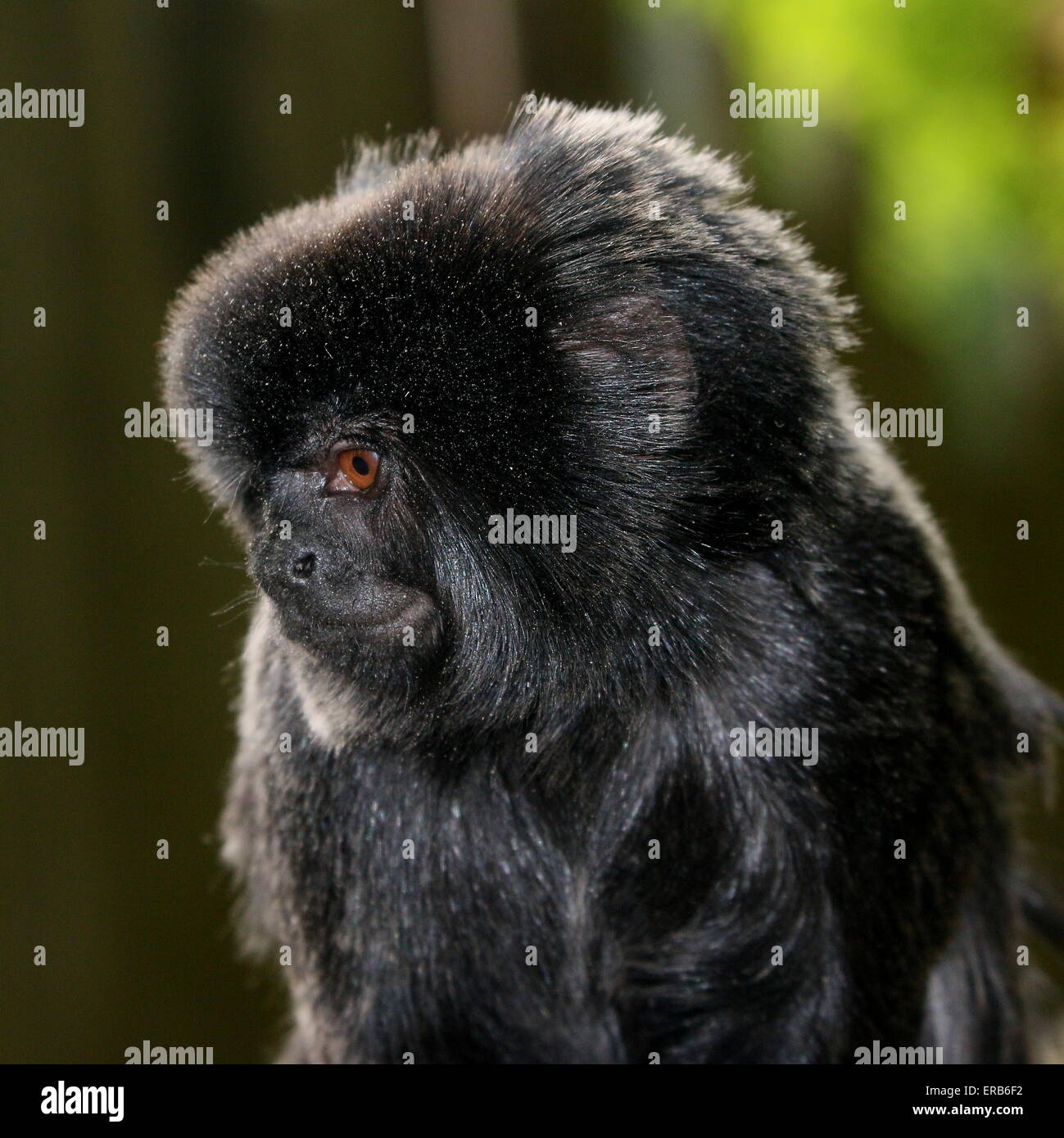 Ritratto di un pensieroso Sud Americana Goeldi di scimmie marmoset (Callimico goeldii), nativo di alto bacino amazzonico. Foto Stock