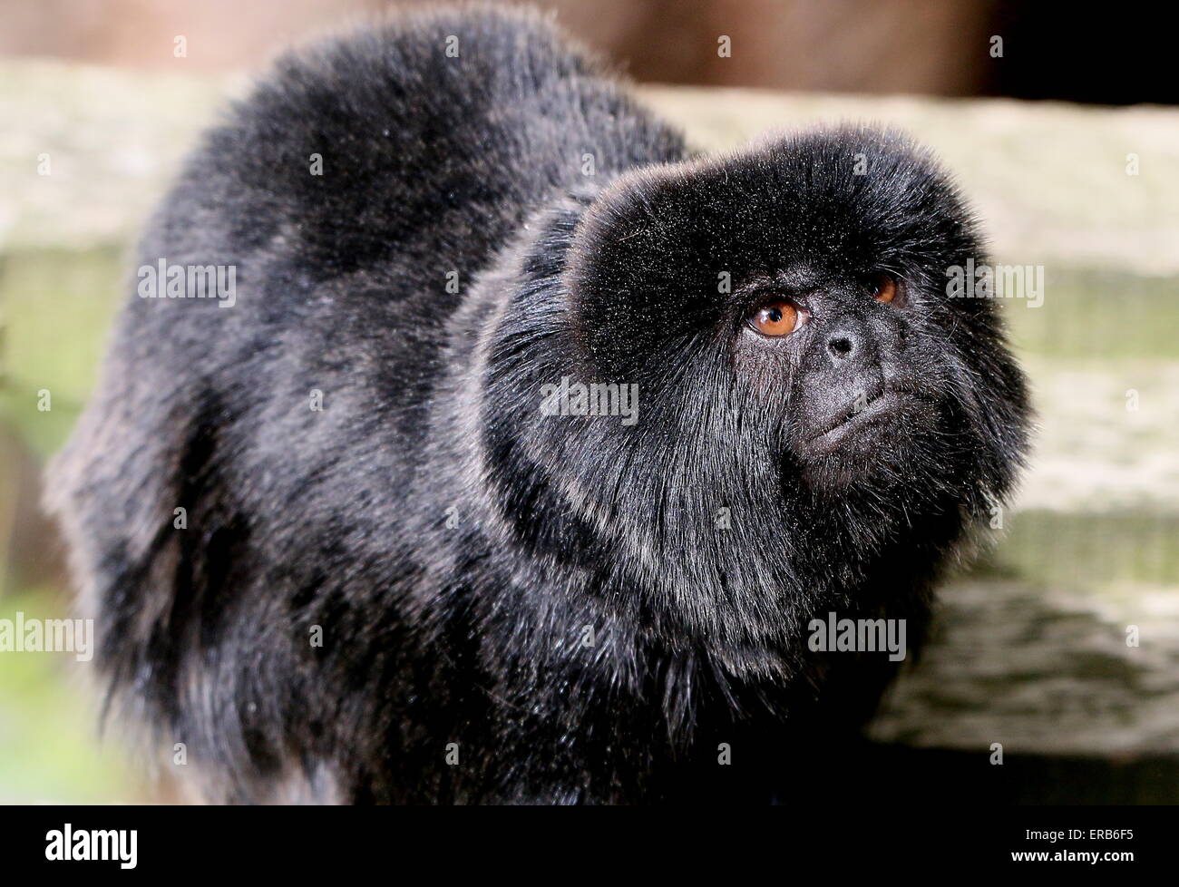 Sud Americana Goeldi's marmoset (Callimico goeldii), nativo di alto bacino amazzonico. Animali in cattività a Apenheul Primate Zoo Foto Stock