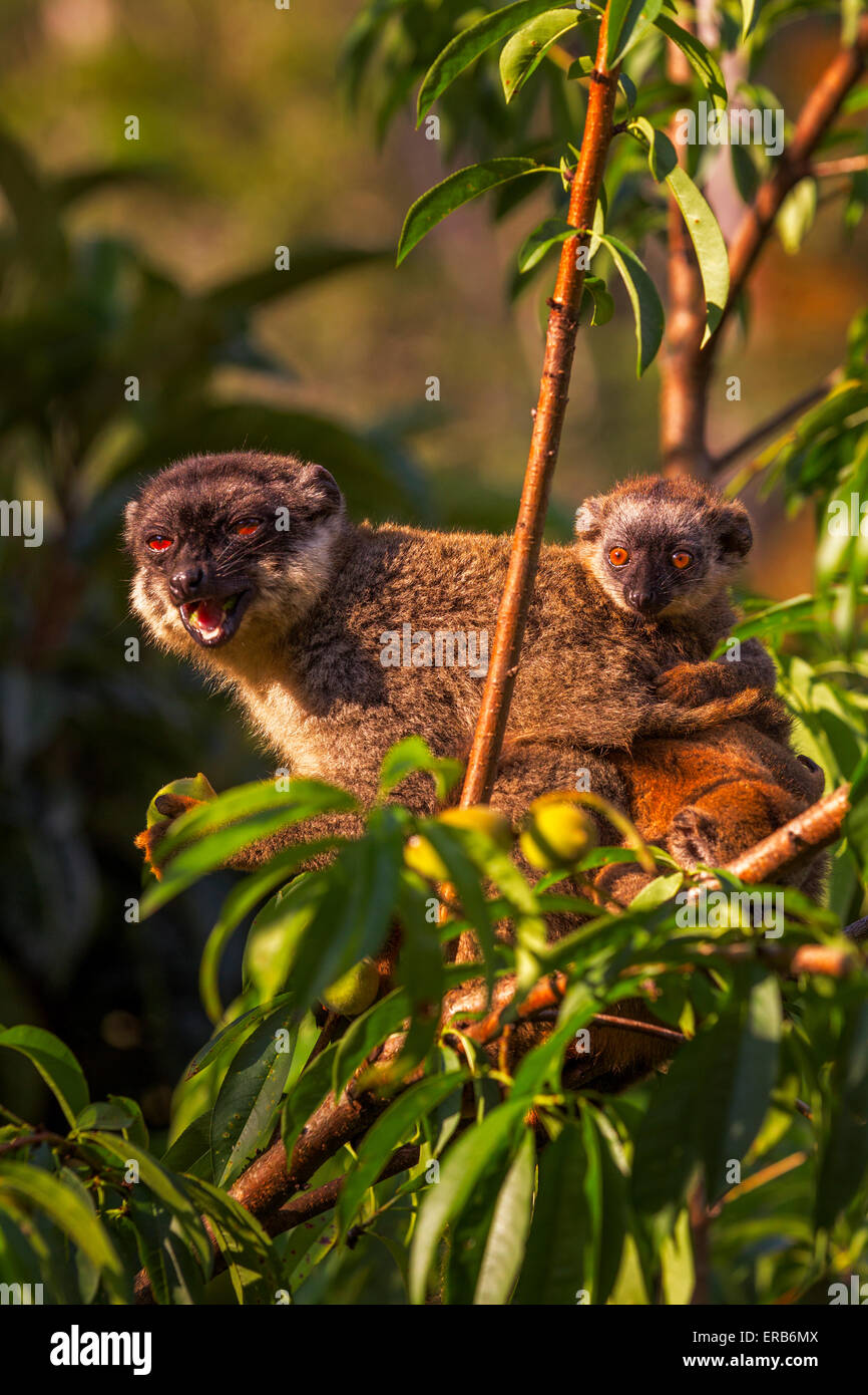 Un comune lemure marrone madre con bambino, Andasibe Mantadia National Park, Madagascar. Foto Stock