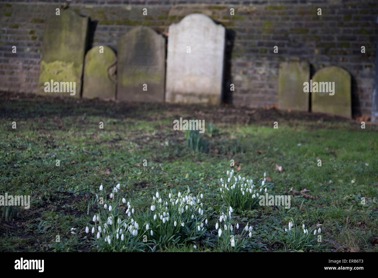 Segni di primavera come la neve cade crescere in un piccolo parco con vecchie lapidi appoggiata contro le sue antiche pareti in mattoni a Wapping Foto Stock