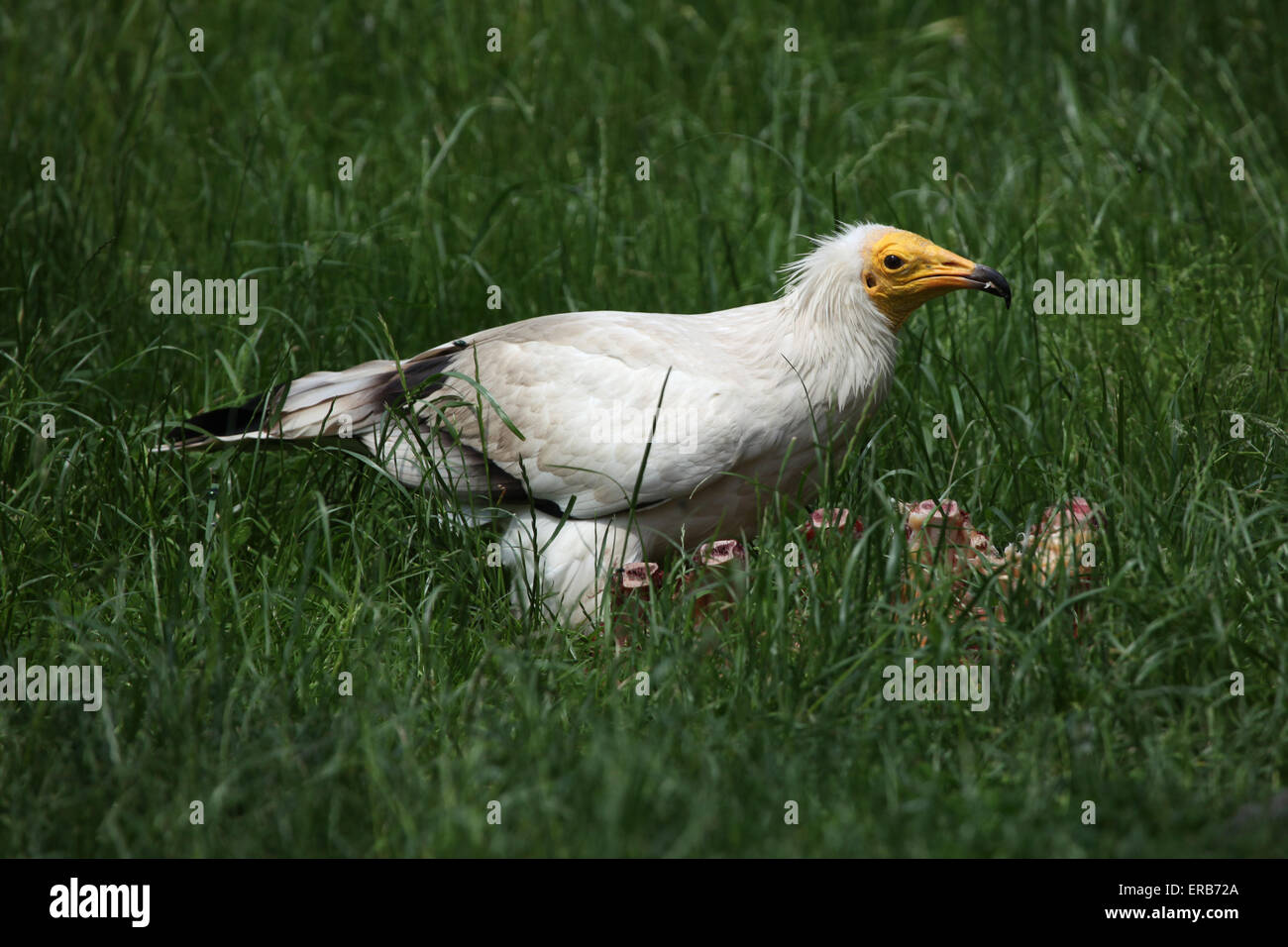 Avvoltoio capovaccaio (Neophron percnopterus), noto anche come scavenger di bianco vulture presso lo Zoo di Praga, Repubblica Ceca. Foto Stock