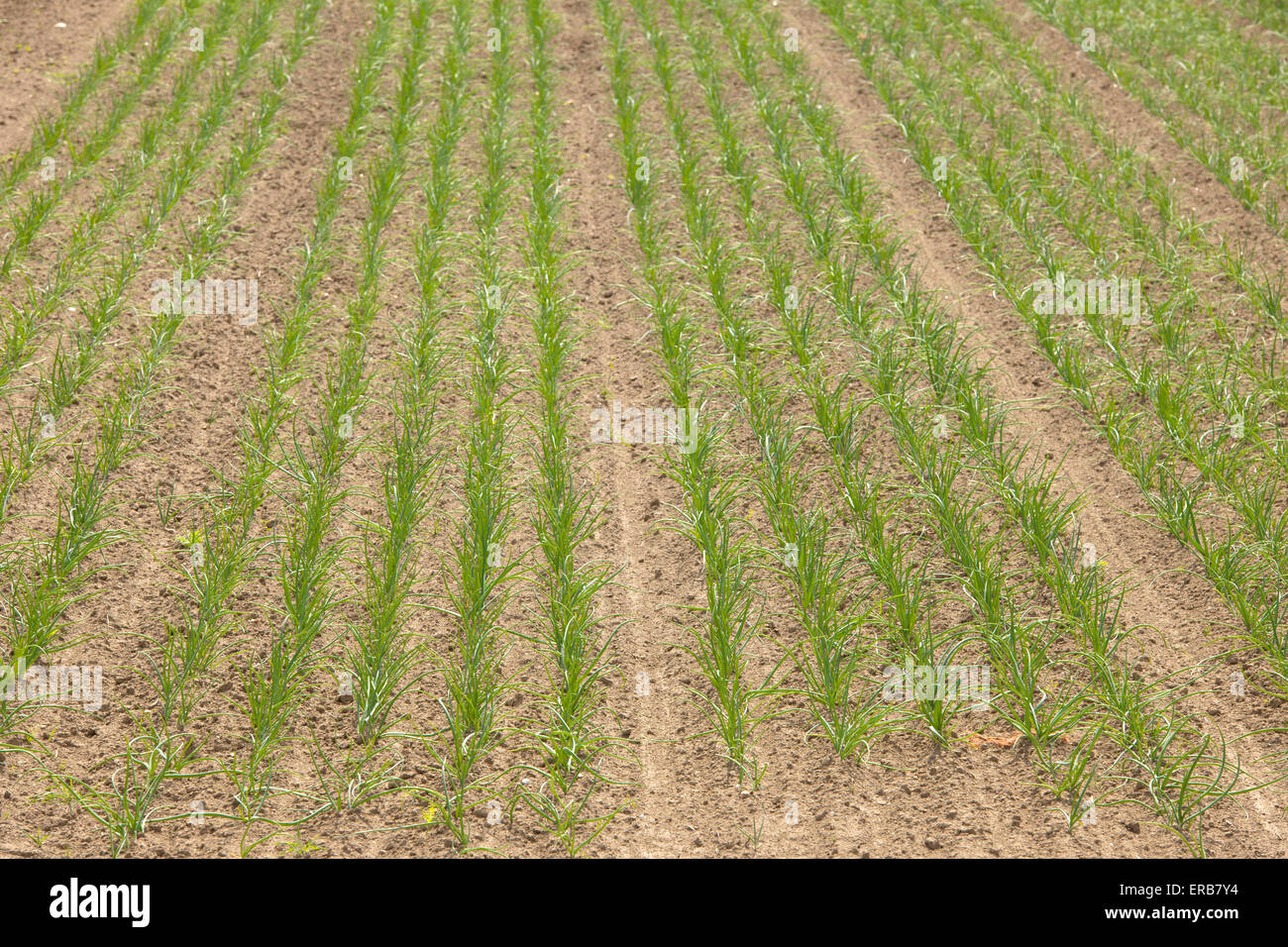 Giovani piante di cipolla su un campo di fattoria nel sud-ovest Paesi Bassi Foto Stock