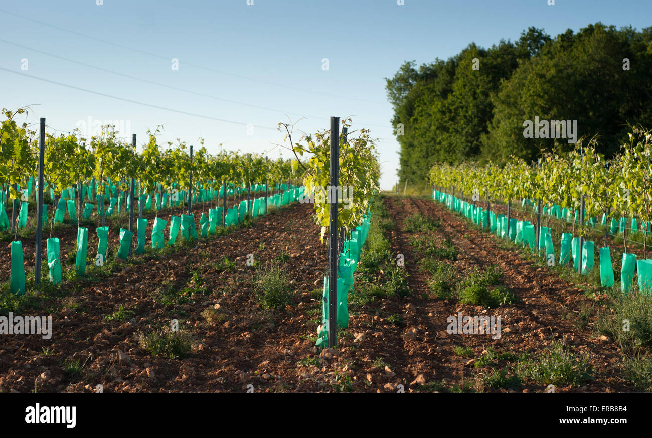 Vigneto francese nei pressi di Taillebourg Francia Foto Stock