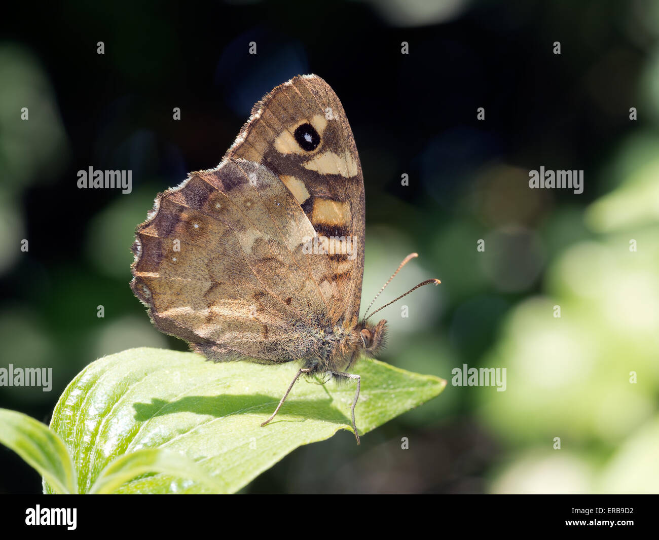 Bellissimo legno maculato butterfly. Pararge aegeria Foto Stock