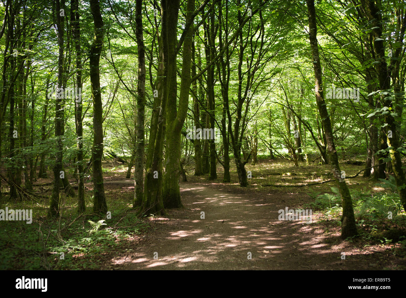 Il Galles, Carmarthenshire, Llandeilo, Dinefwr Park, al bosco di faggio a piedi al castello Dynefor Foto Stock