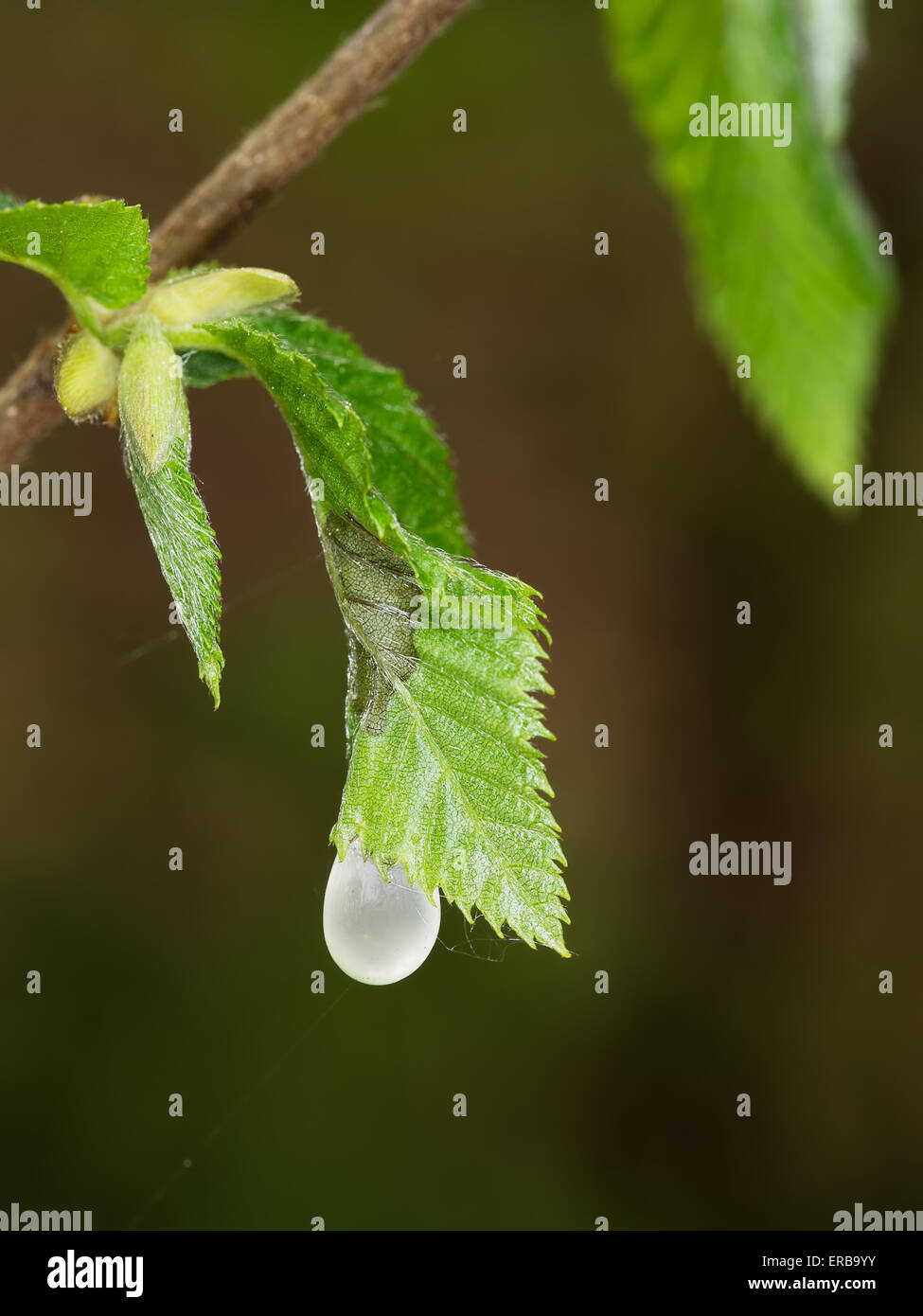 La resina dal tettuccio di pino marittimo si blocca come pearl su un arbusto di seguito. Macro natura particolare. Foto Stock