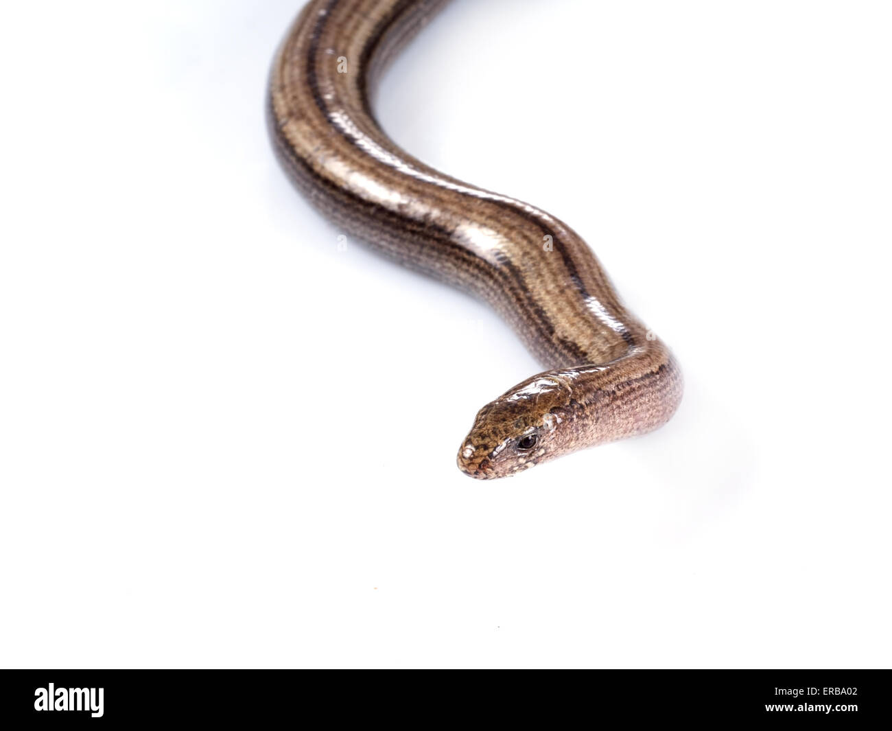 Anguis fragilis o worm lenta, slow-worm o slowworm, è un rettile limbless nativo di Eurasia. Foto Stock