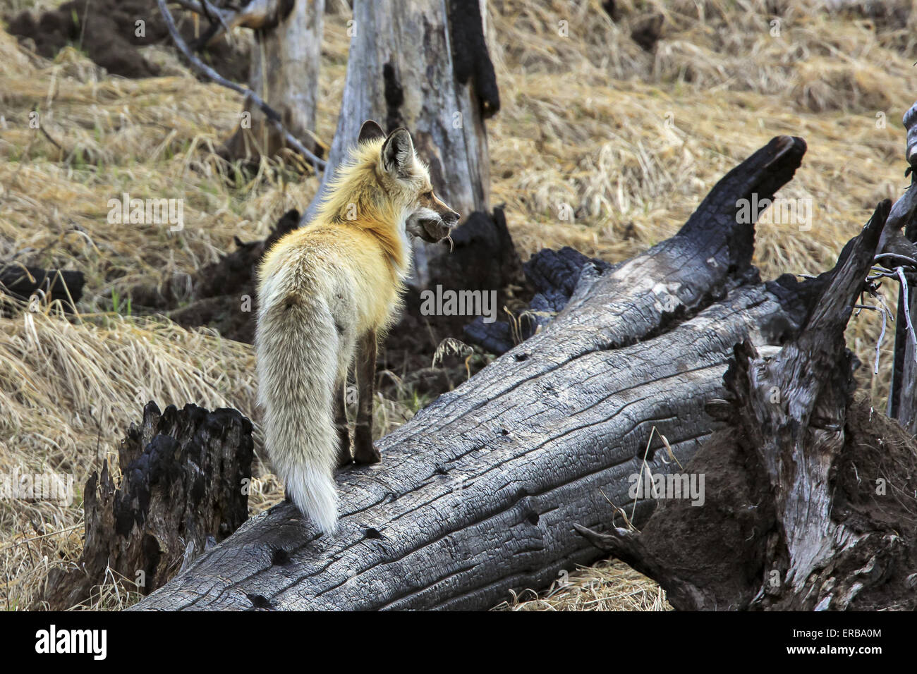 11 maggio 2015 - Un rosso volpe (Vulpes vulpes) cattura e porta un numero sempre crescente di prato arvicole in Wyoming, U.S.qui la fox sta portando a sei o sette prato arvicole. © Keith R. Crowley/ZUMA filo/Alamy Live News Foto Stock