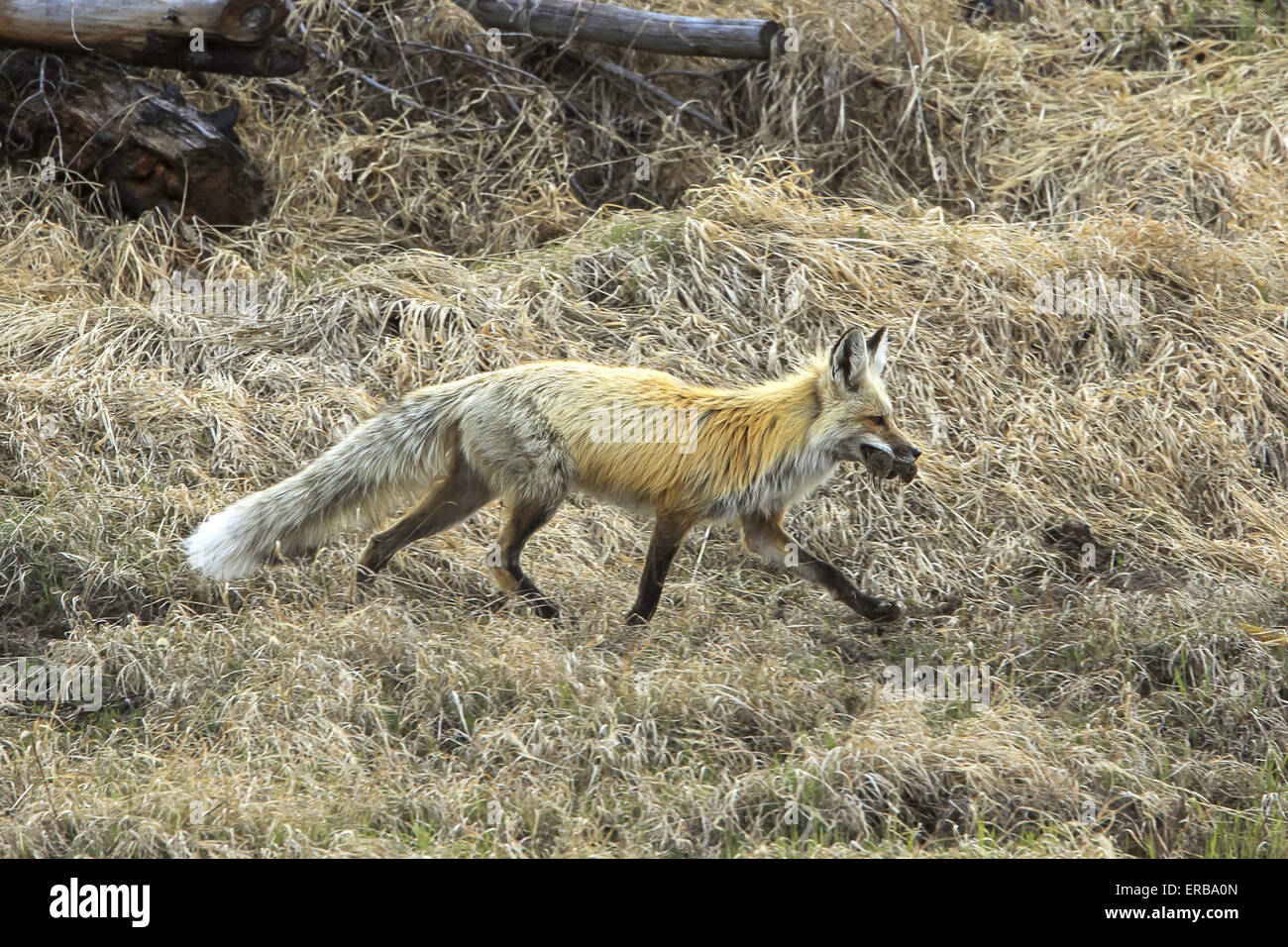 11 maggio 2015 - Un rosso volpe (Vulpes vulpes) cattura e porta un numero sempre crescente di prato arvicole in Wyoming, U.S.qui la fox sta portando a sei o sette prato arvicole. © Keith R. Crowley/ZUMA filo/Alamy Live News Foto Stock