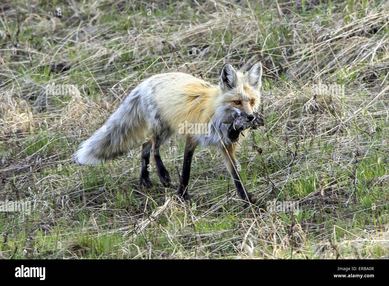 11 maggio 2015 - Un rosso volpe (Vulpes vulpes) cattura e porta un numero sempre crescente di prato arvicole in Wyoming, U.S.qui la fox sta portando a sei o sette prato arvicole. © Keith R. Crowley/ZUMA filo/Alamy Live News Foto Stock