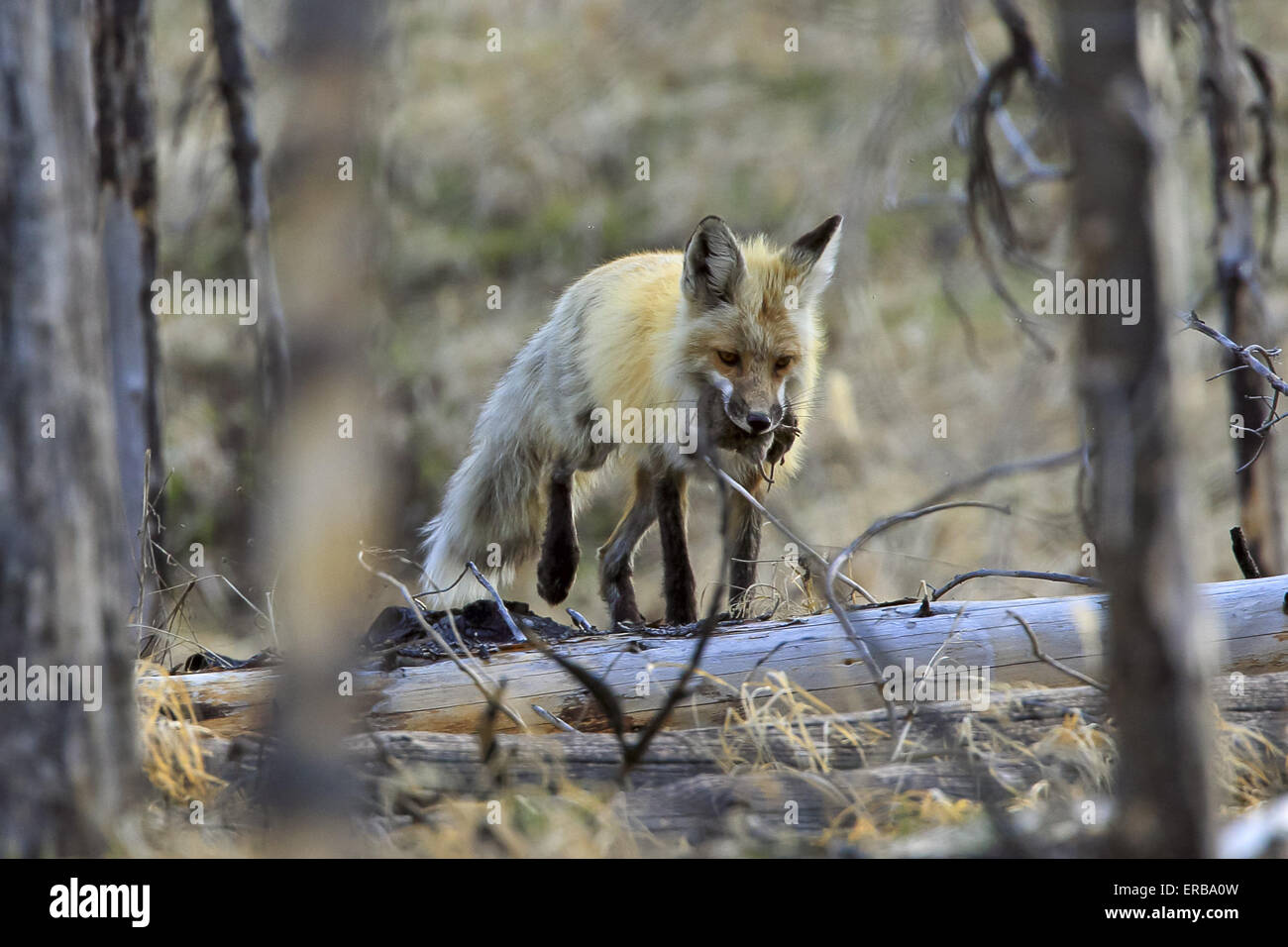 11 maggio 2015 - Un rosso volpe (Vulpes vulpes) cattura e porta un numero sempre crescente di prato arvicole in Wyoming, U.S.qui la fox sta portando a sei o sette prato arvicole. © Keith R. Crowley/ZUMA filo/Alamy Live News Foto Stock