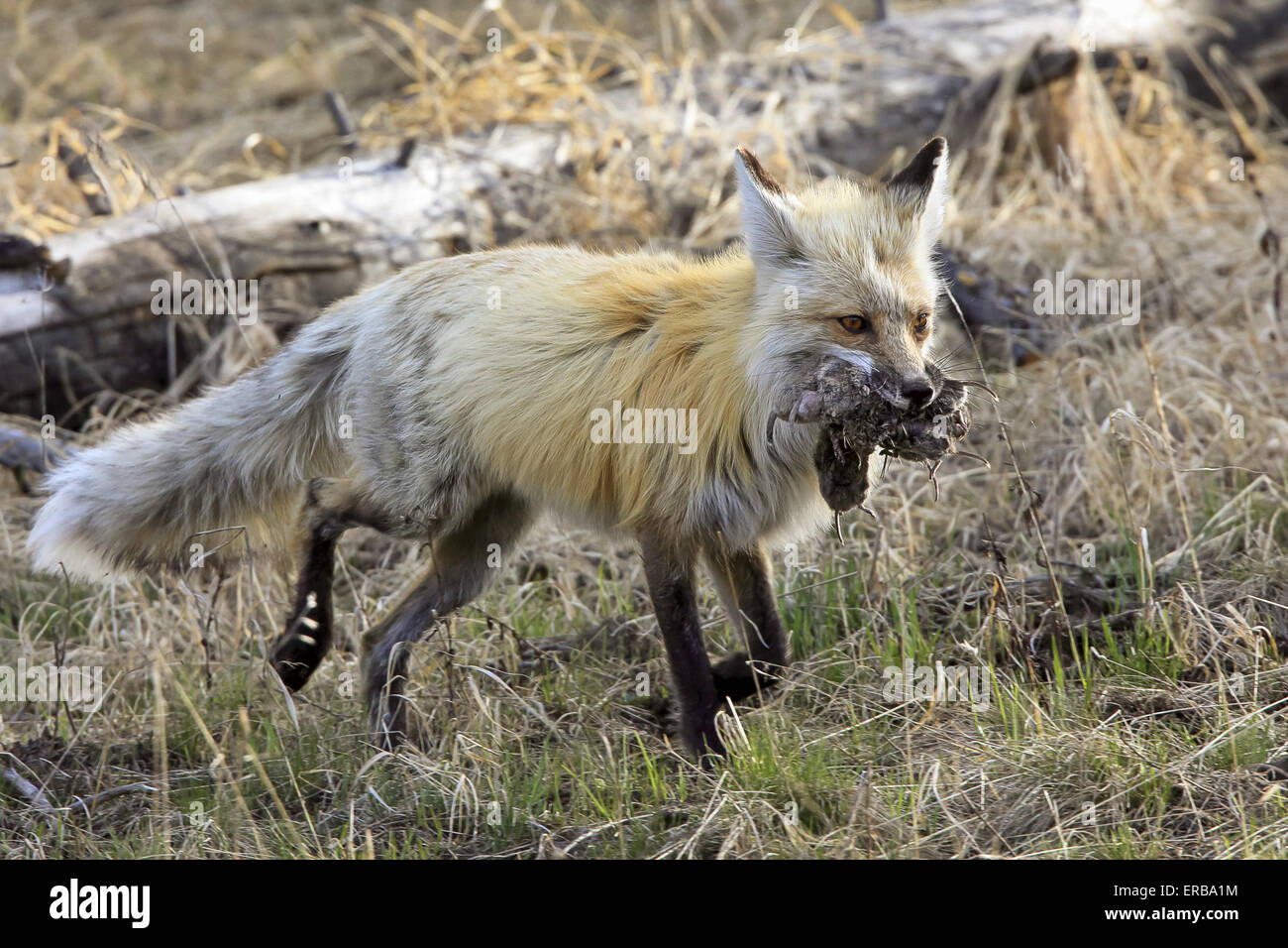 11 maggio 2015 - Un rosso volpe (Vulpes vulpes) cattura e porta un numero sempre crescente di prato arvicole in Wyoming, U.S.qui la fox sta portando a sei o sette prato arvicole. © Keith R. Crowley/ZUMA filo/Alamy Live News Foto Stock