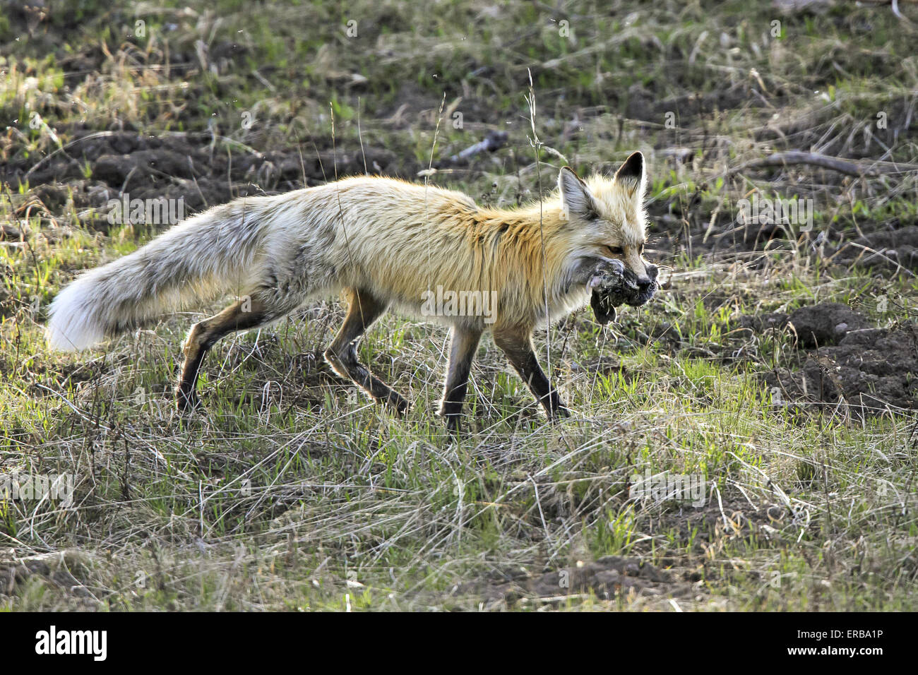 11 maggio 2015 - Un rosso volpe (Vulpes vulpes) cattura e porta un numero sempre crescente di prato arvicole in Wyoming, U.S.qui la fox sta portando a sei o sette prato arvicole. © Keith R. Crowley/ZUMA filo/Alamy Live News Foto Stock