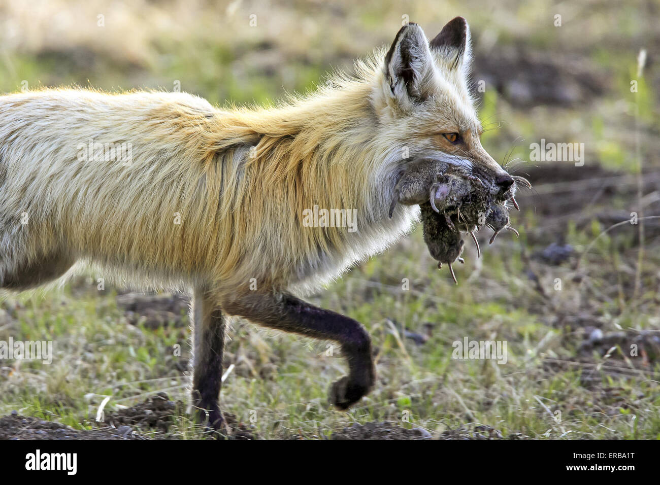 11 maggio 2015 - Un rosso volpe (Vulpes vulpes) cattura e porta un numero sempre crescente di prato arvicole in Wyoming, U.S.qui la fox sta portando a sei o sette prato arvicole. © Keith R. Crowley/ZUMA filo/Alamy Live News Foto Stock