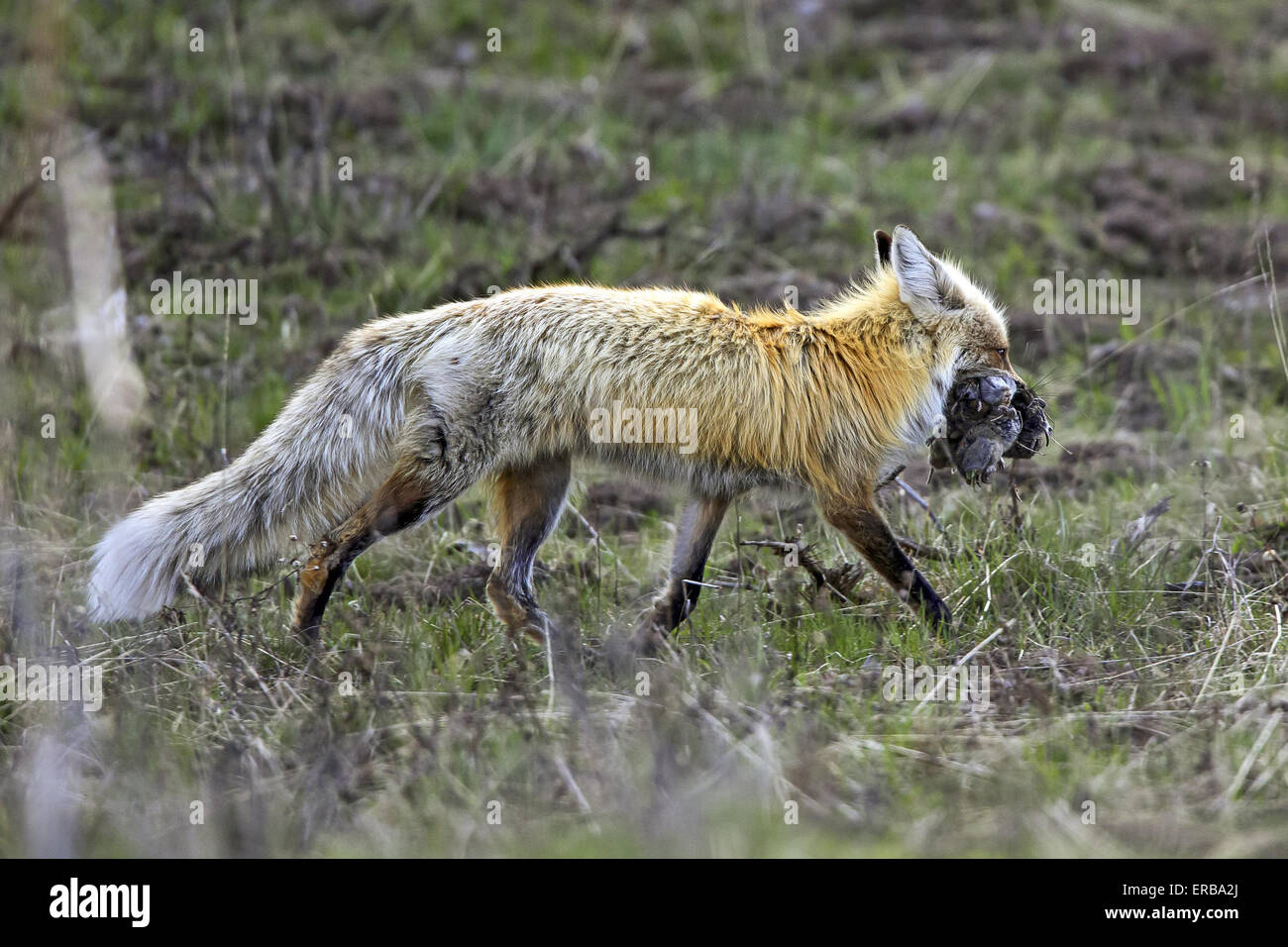 11 maggio 2015 - Un rosso volpe (Vulpes vulpes) cattura e porta un numero sempre crescente di prato arvicole in Wyoming, U.S.qui la fox sta portando a sei o sette prato arvicole. © Keith R. Crowley/ZUMA filo/Alamy Live News Foto Stock