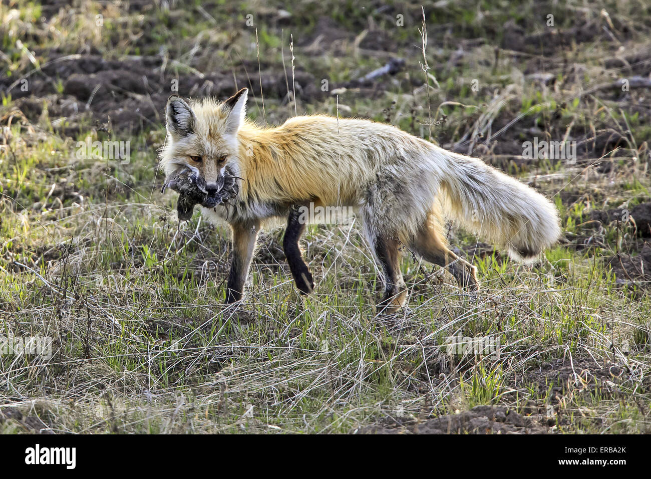 11 maggio 2015 - Un rosso volpe (Vulpes vulpes) cattura e porta un numero sempre crescente di prato arvicole in Wyoming, U.S.qui la fox sta portando a sei o sette prato arvicole. © Keith R. Crowley/ZUMA filo/Alamy Live News Foto Stock