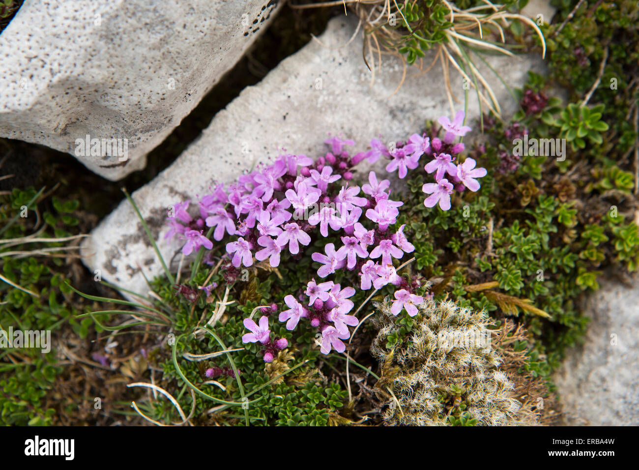 Il Galles, Carmarthenshire, Mynydd Du, piccola rosa orchidea-come fiori tra calcare fratturato rock Foto Stock