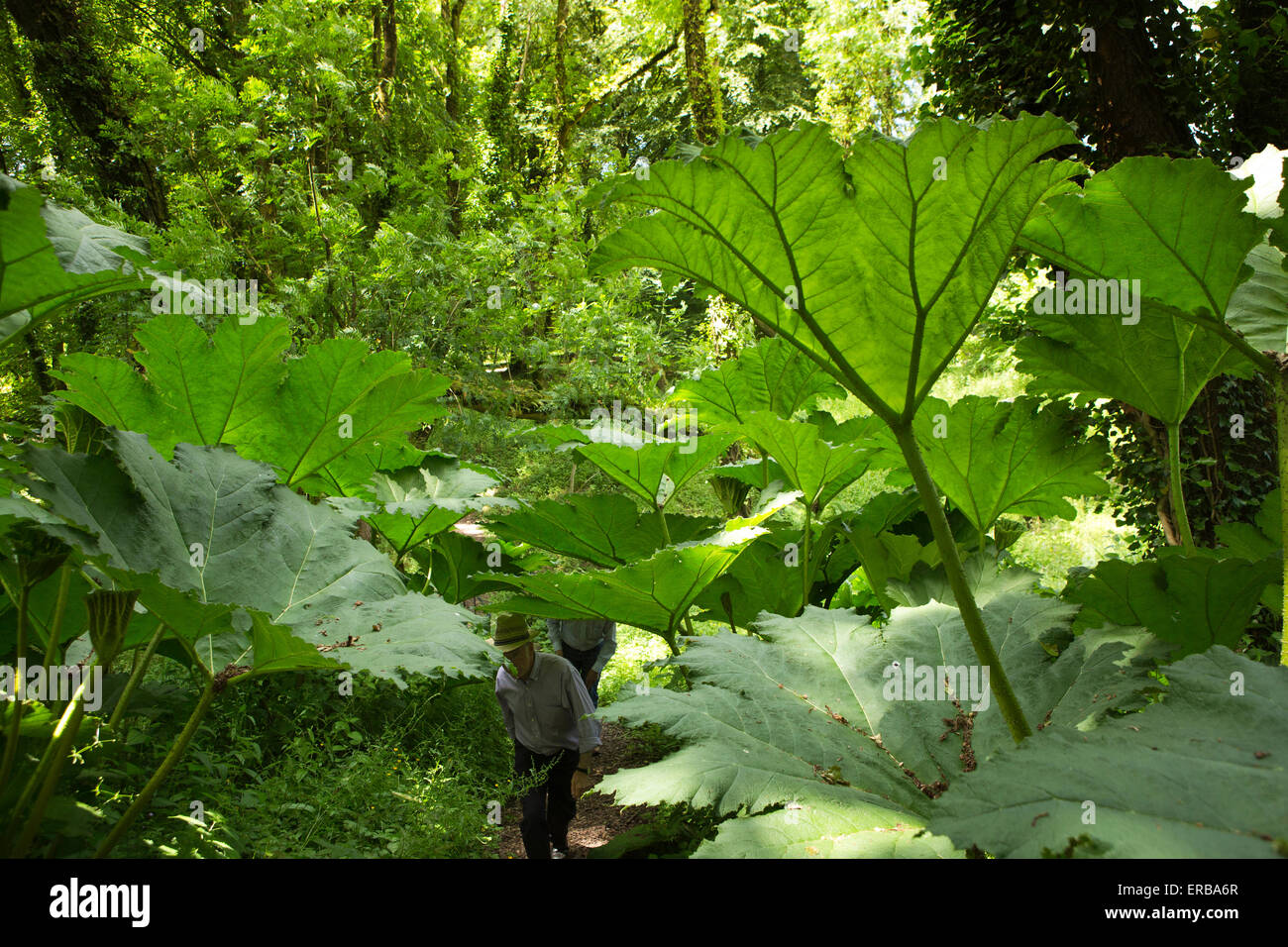 Il Galles, Carmarthenshire, Llangathen, Aberglasney Woodland Garden, i visitatori tra enormi Gunnera Manicata Foto Stock
