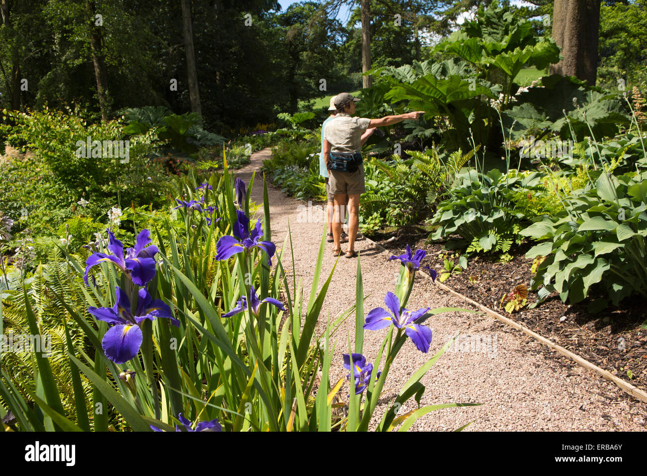 Il Galles, Carmarthenshire, Llangathen, Aberglasney giardini, iris e di visitatori in Woodland Garden Foto Stock