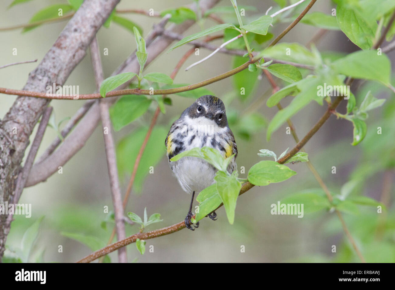 Giallo-rumped trillo (Setophaga coronata ) durante la migrazione a molla, Magee Marsh, Ohio. Foto Stock