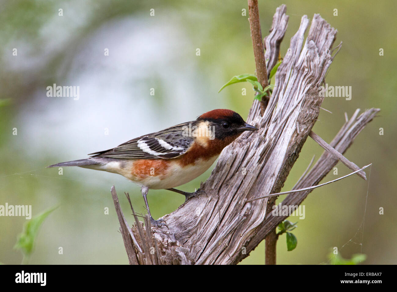 Bay-breasted trillo (Setophaga castanea) durante la migrazione a molla Foto Stock