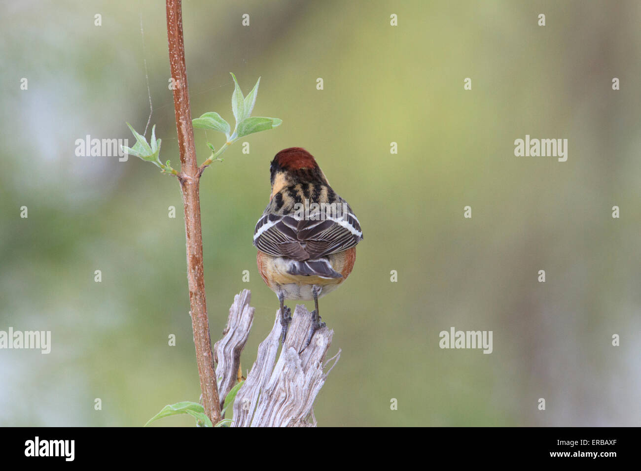 Bay-breasted trillo (Setophaga castanea) durante la migrazione a molla Foto Stock