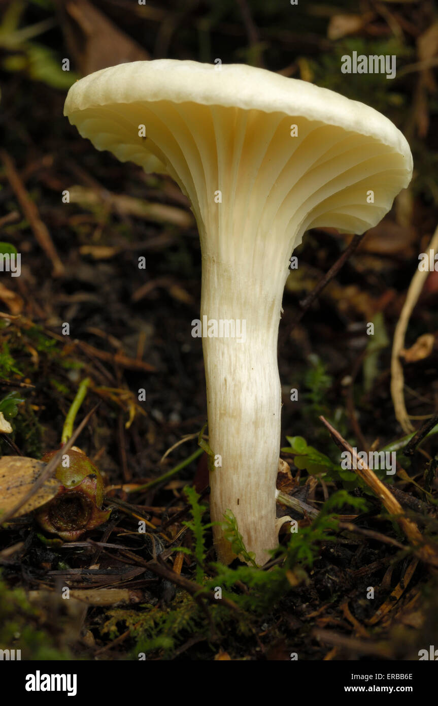 Snowy Waxcap, Hygrocybe virginea, funghi che crescono su terreno nel bosco misto, Valle della flotta, Dumfries & Galloway, Scozia Foto Stock