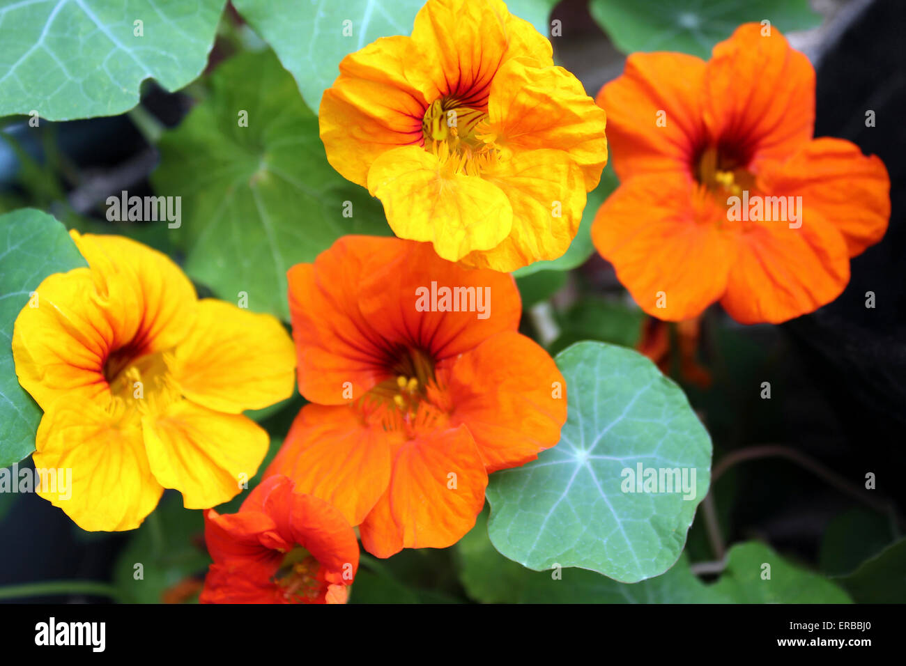 Nasturtiums il brillante (Tropaeolum majus) Foto Stock