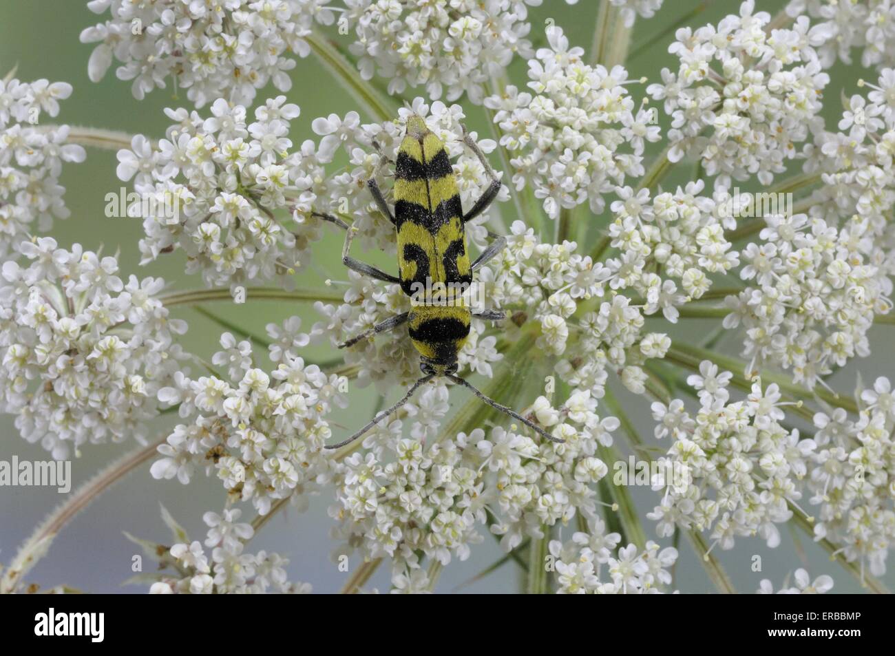 Wasp Beetle - Cerambycid (Chlorophorus varius) su umbellifer in estate Provence - Francia Foto Stock
