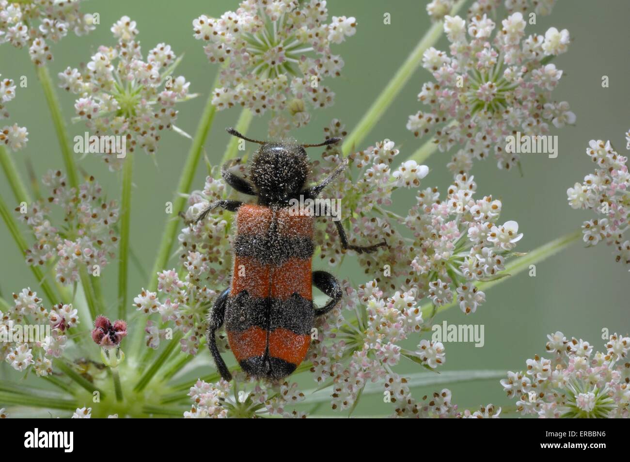 Bee scarabeo - scarabeo a scacchi (Trichodes apiarius) sul fiore Vaucluse - Provence - France Foto Stock