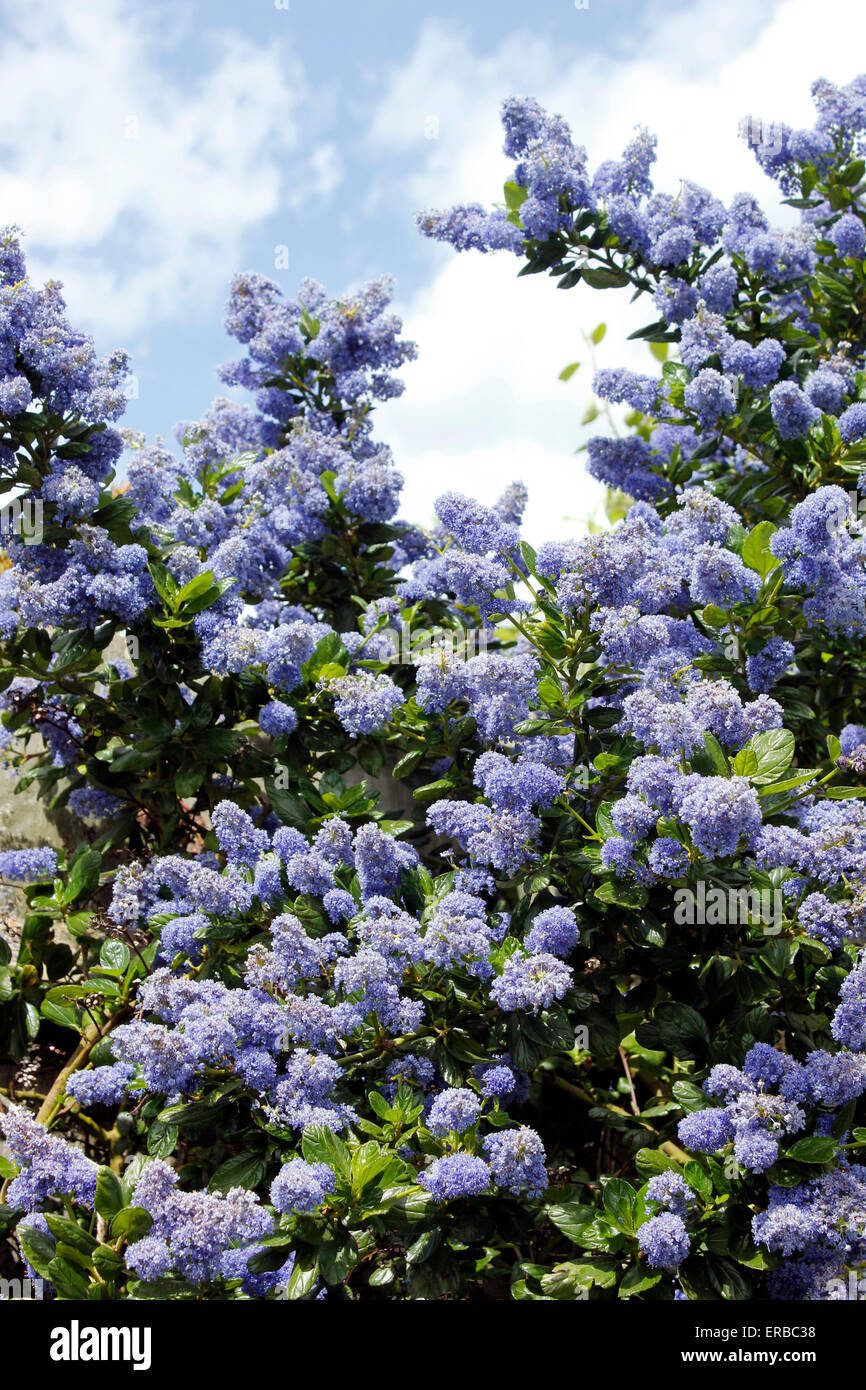 Ceanothus thyrsiflorus 'var repens' in piena fioritura in un giardino inglese Foto Stock