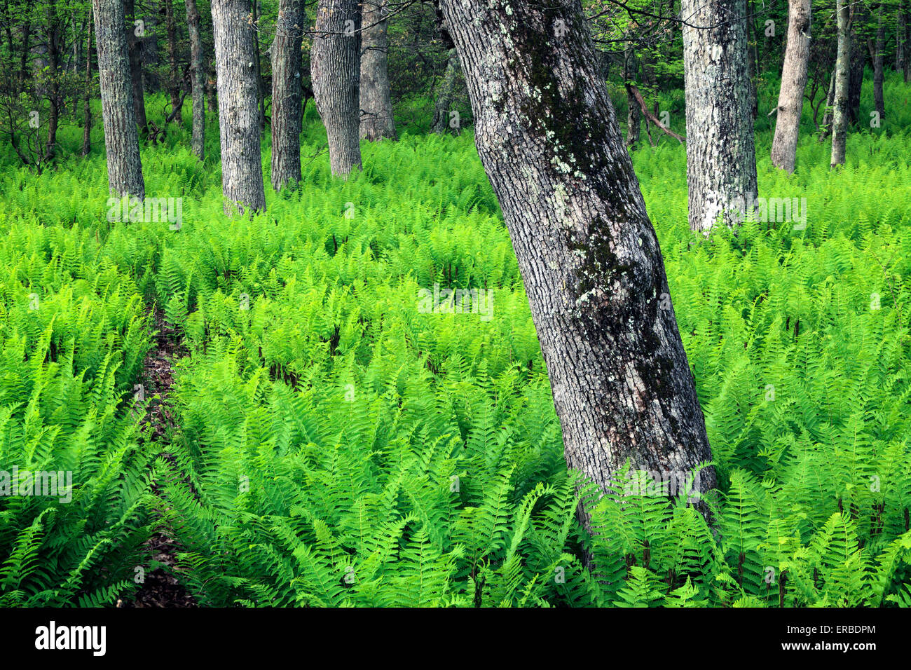 Molla di vibrante crescita felci lungo Skyline Drive nel Parco Nazionale di Shenandoah, Virginia Foto Stock