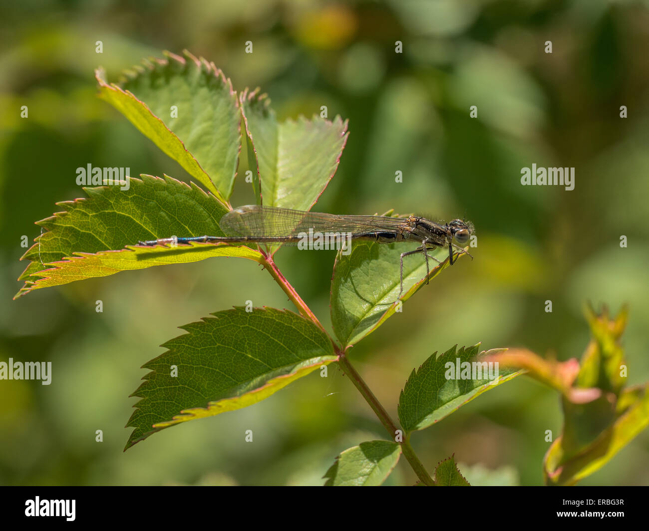 Blue Tailed fanciulla Fly Foto Stock