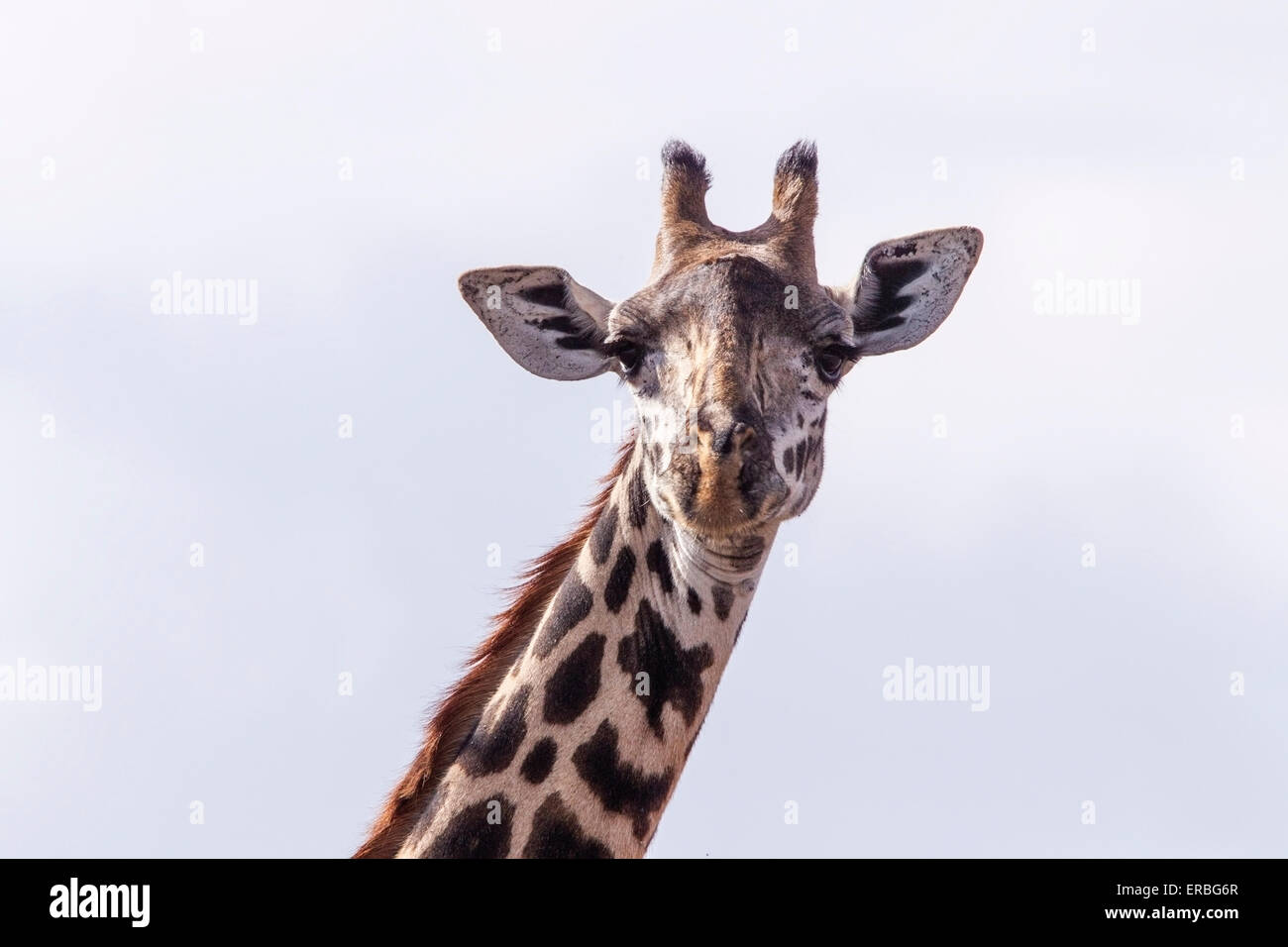 Giraffe (Giraffa camelopardalis) adulti fino in prossimità della testa e del collo che mostra le corna, Masai Mara, Kenya, Africa Foto Stock