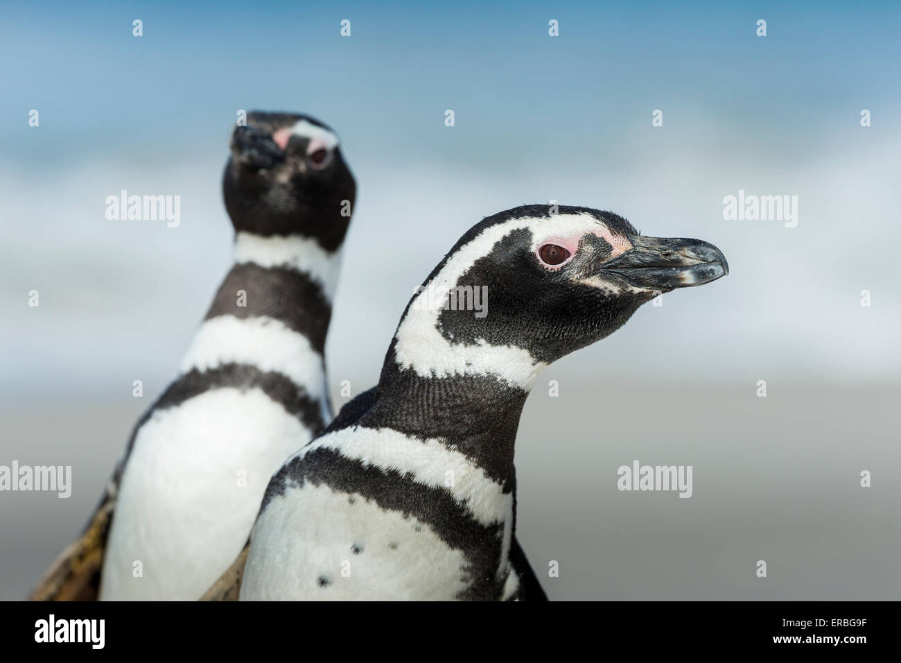 Magellanic penguin Spheniscus magellanicus, due adulti dei profili di testa, nuova isola, Isole Falkland in dicembre. Foto Stock