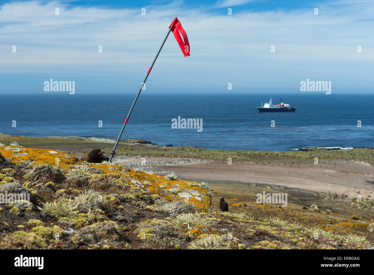 Caracara striato Phalcoboenus australis, adulto, pennone & MV Ortelius, Steeple Jason Isola, Isole Falkland in dicembre. Foto Stock