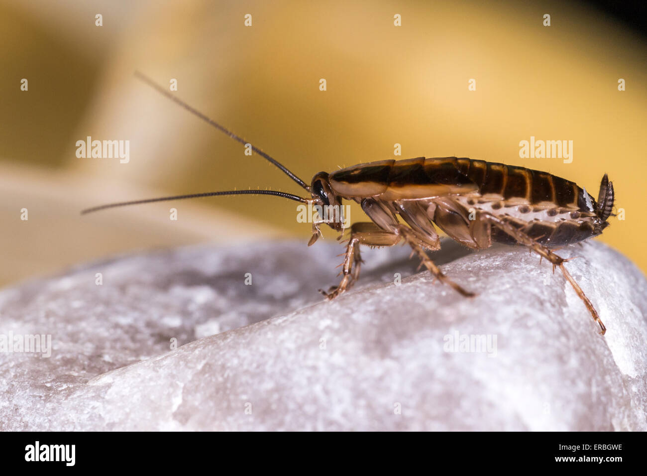 Il tedesco scarafaggio (Blattella germanica) Foto Stock