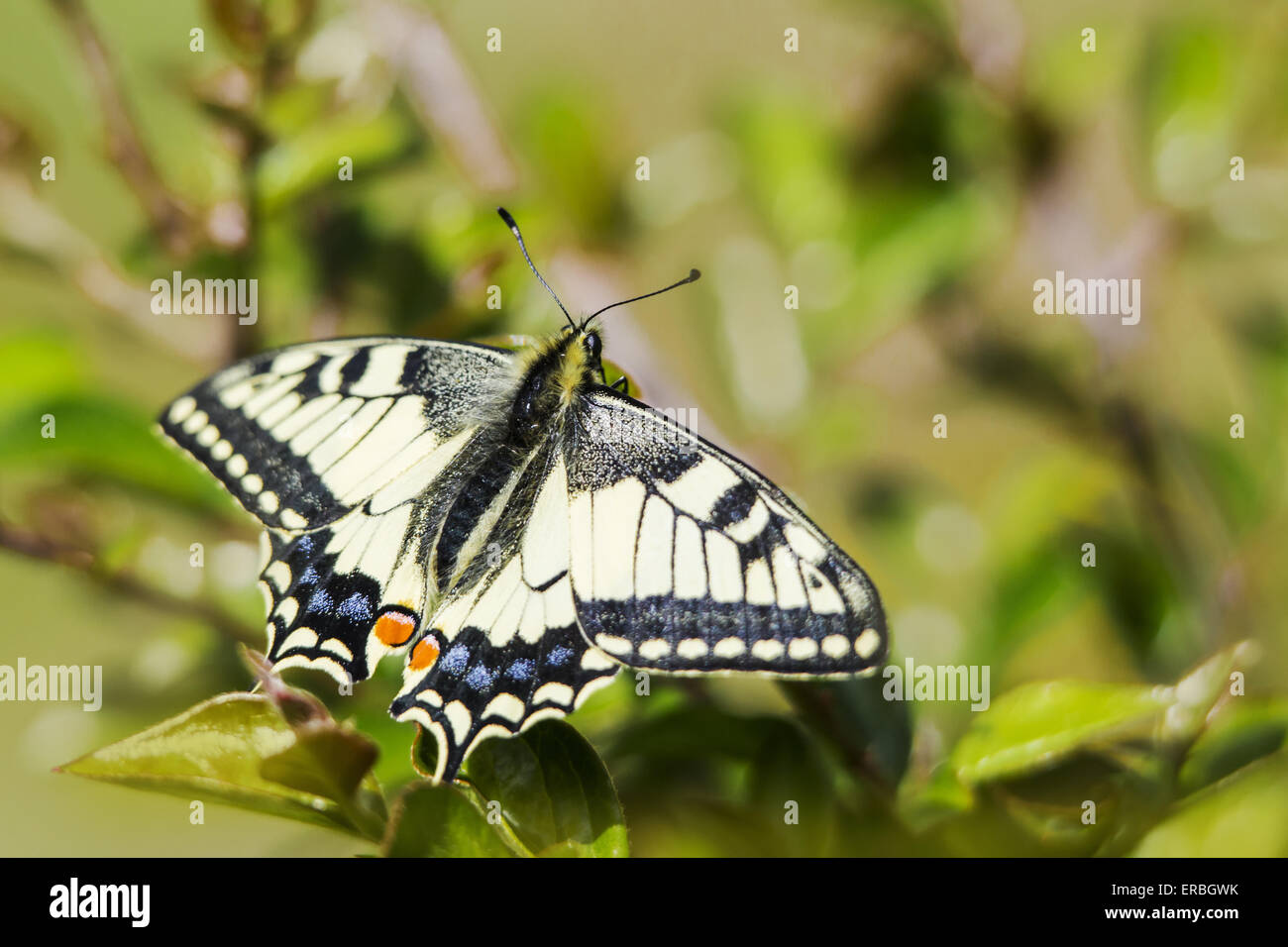 Il vecchio mondo coda forcuta (Papilio machaon) Foto Stock