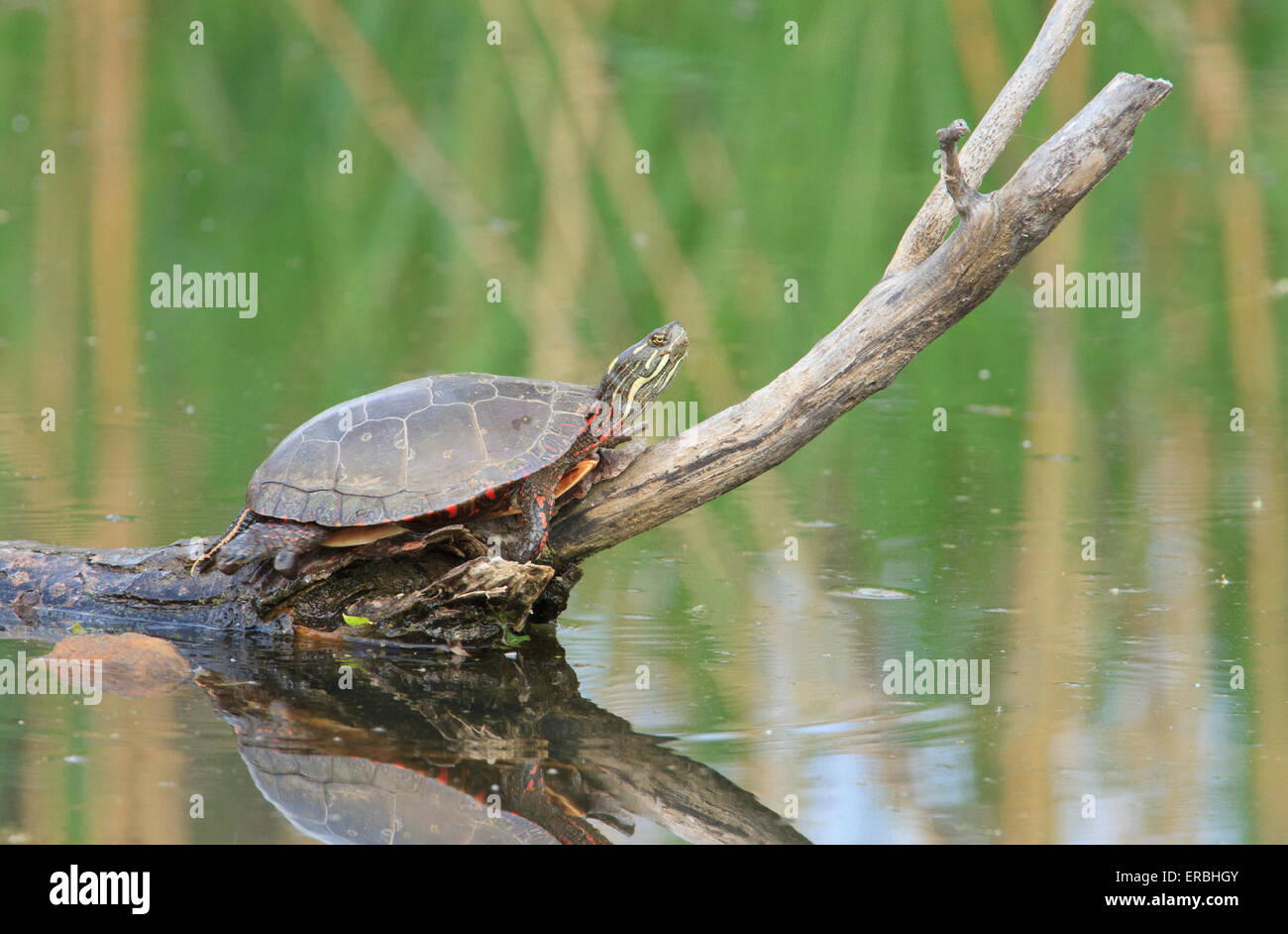 Midland dipinto di tartaruga (Chrysemys picta marginata) crogiolarsi su un log. Foto Stock