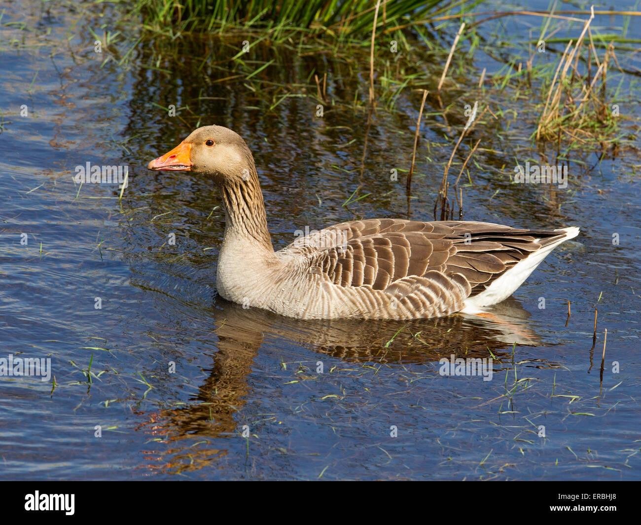 Oca Graylag nuoto Foto Stock